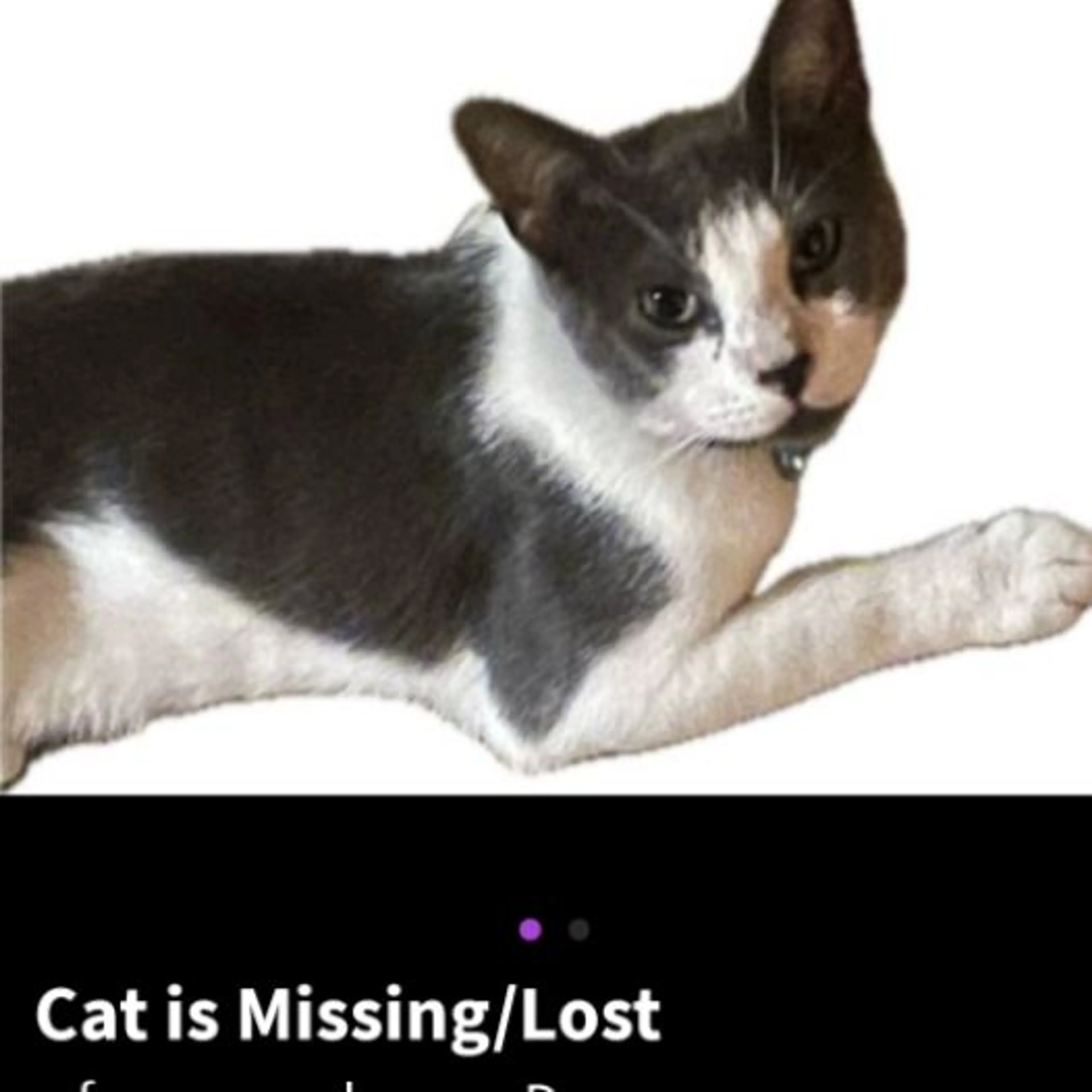 Lost pet