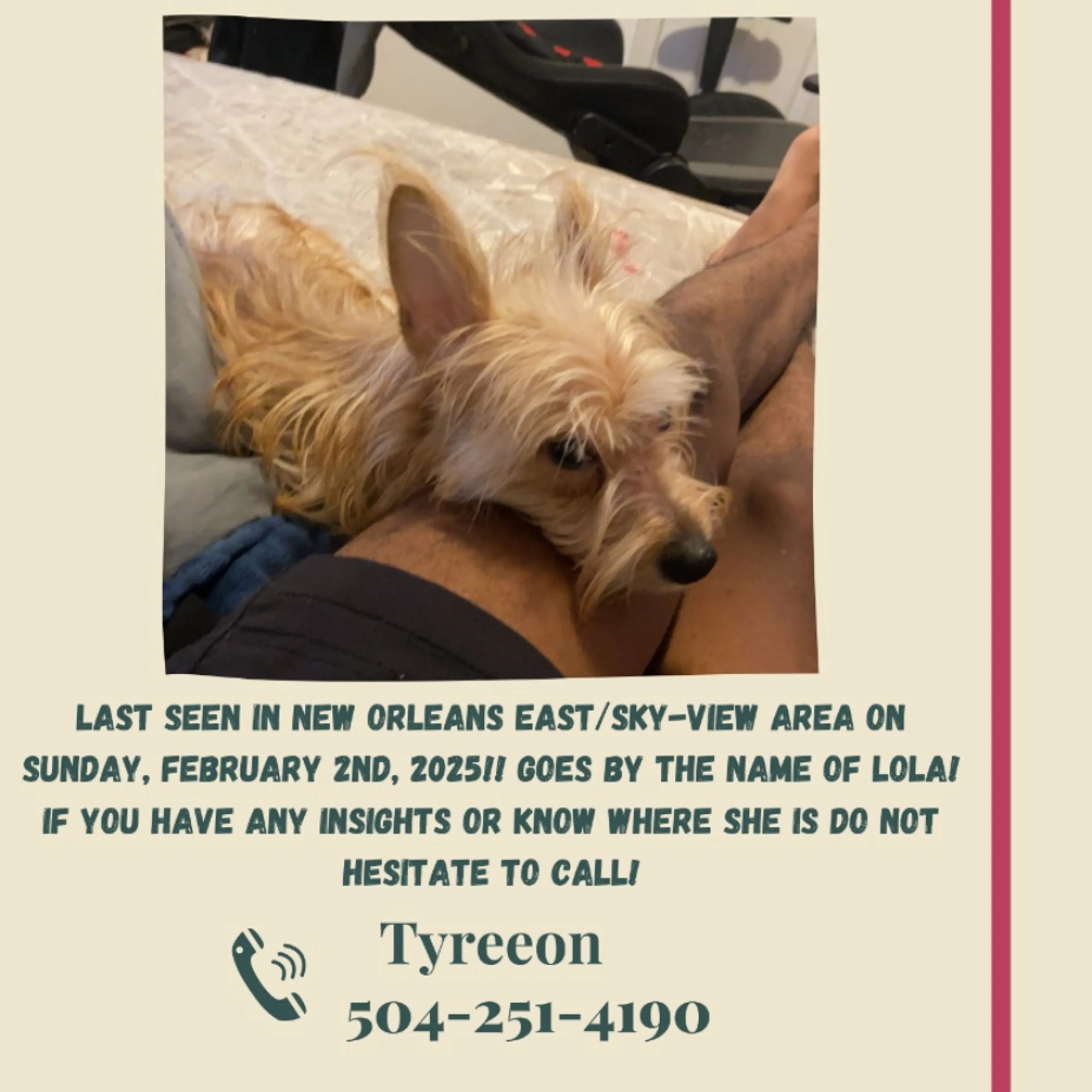 Lost pet