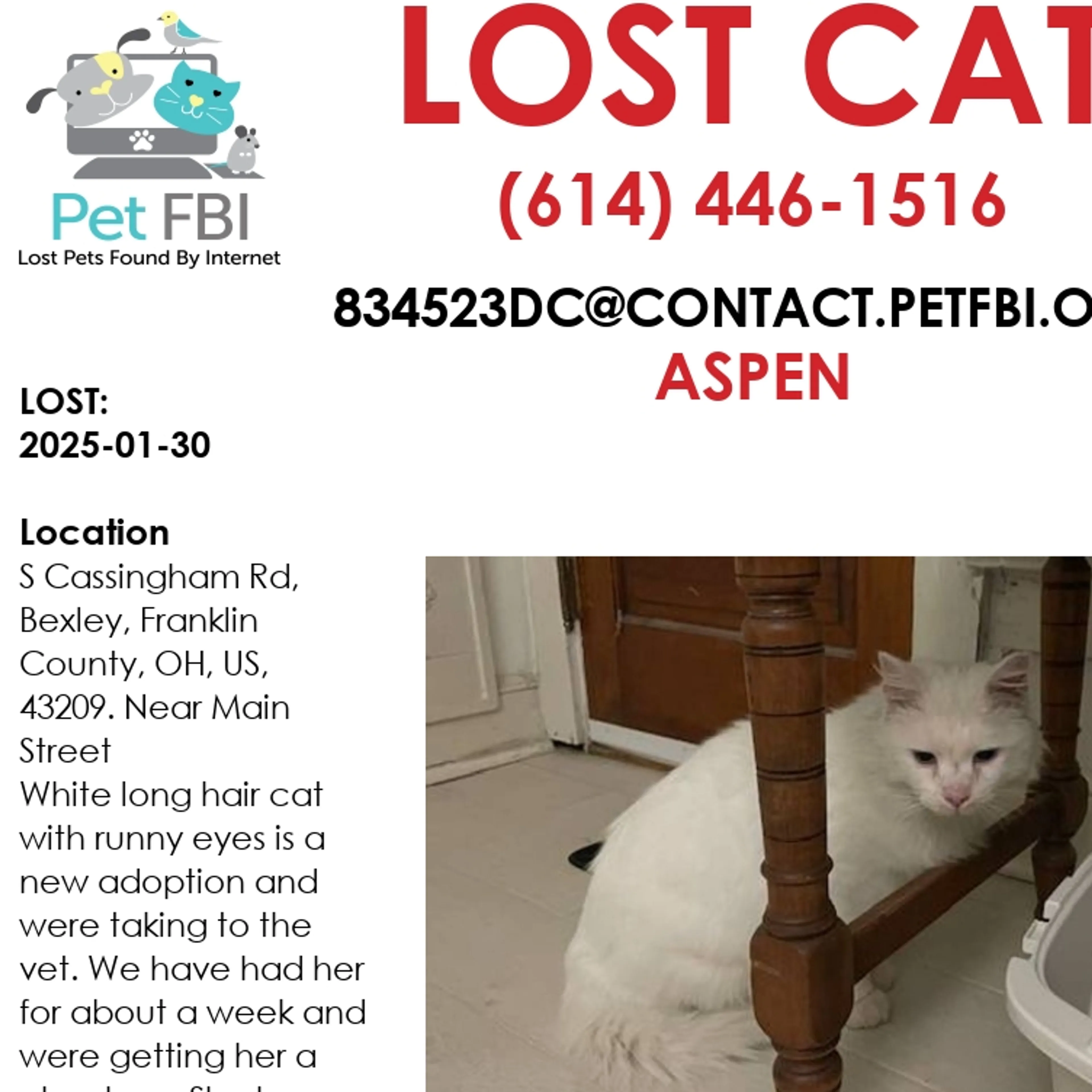 Lost pet-3