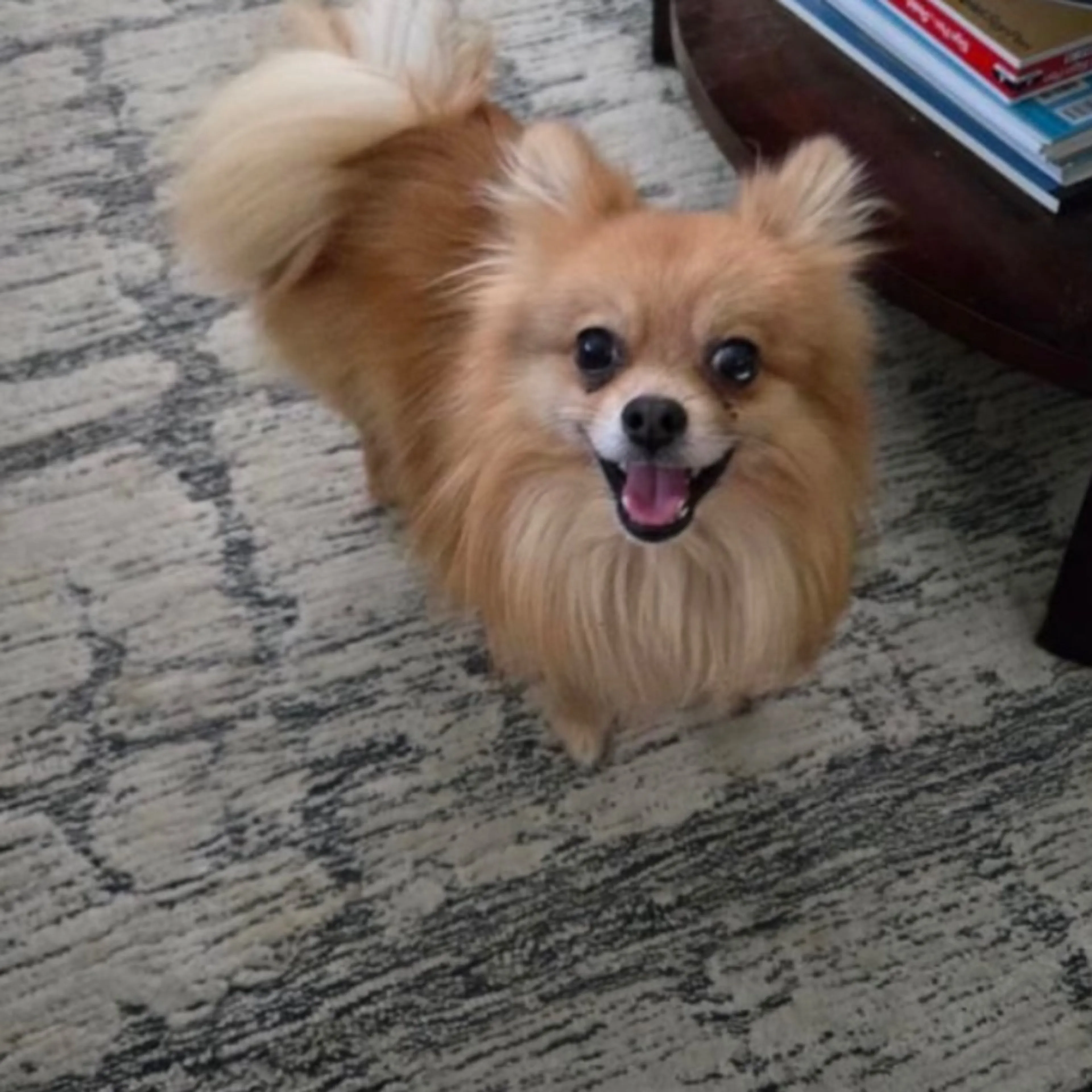 Lost pet