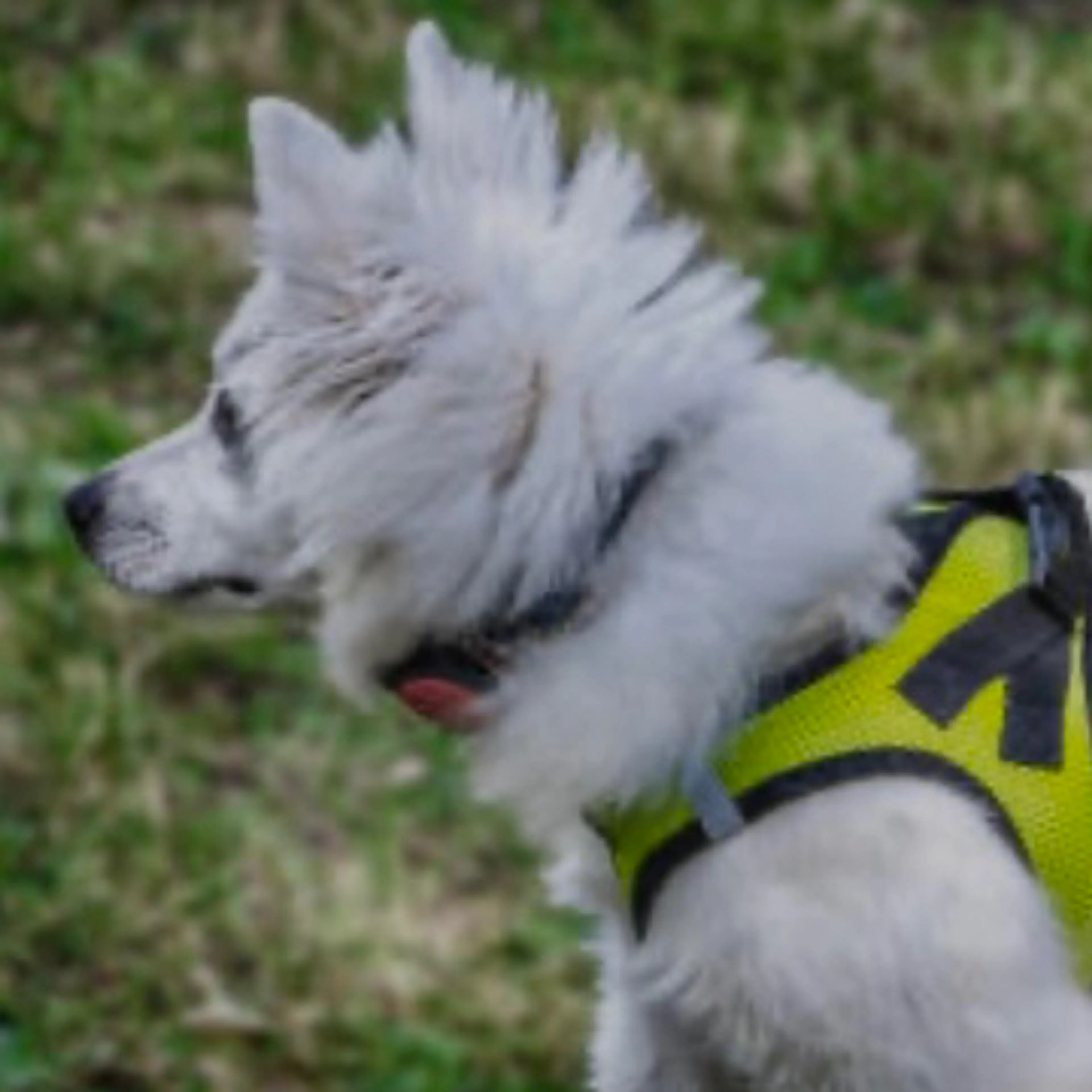 Lost pet-2