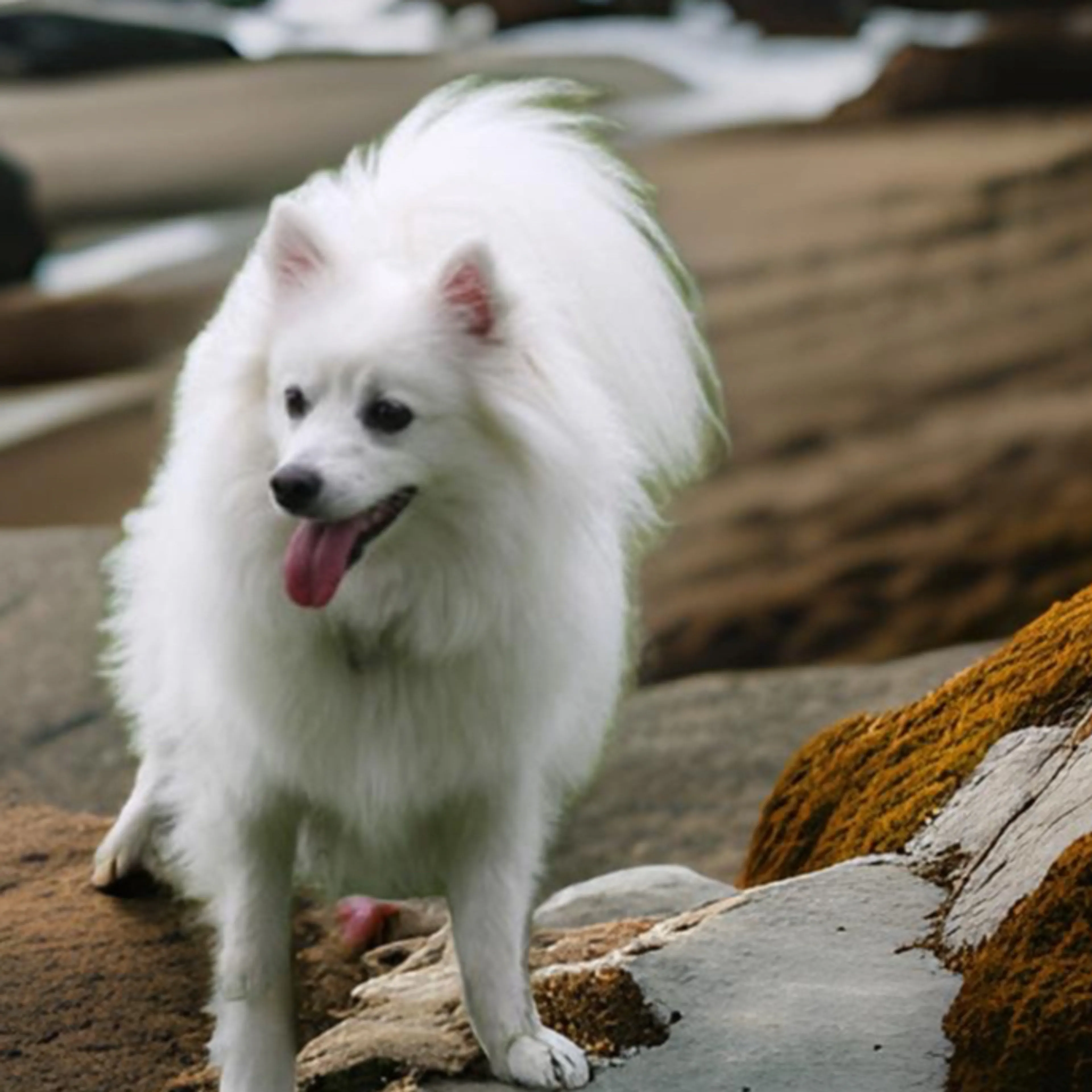 Lost pet-1