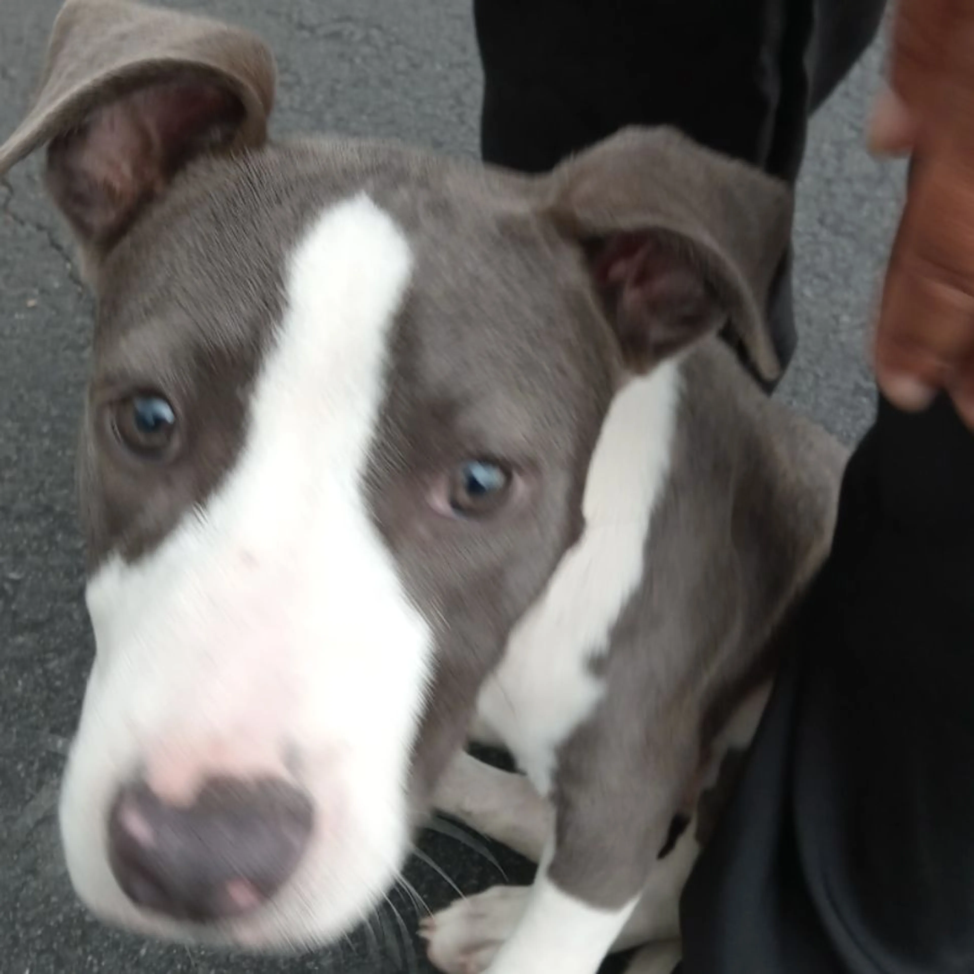 Lost pet