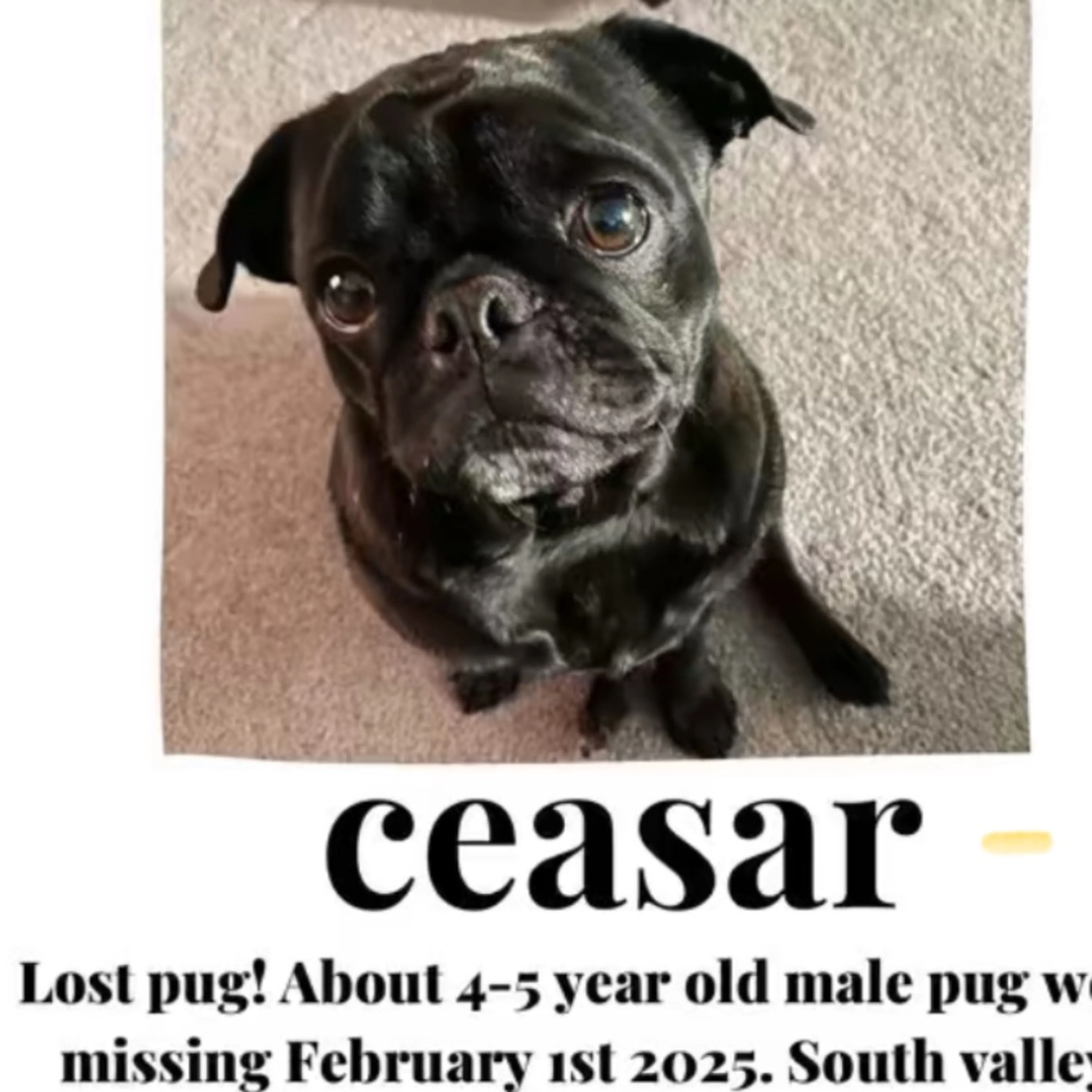 Lost pet