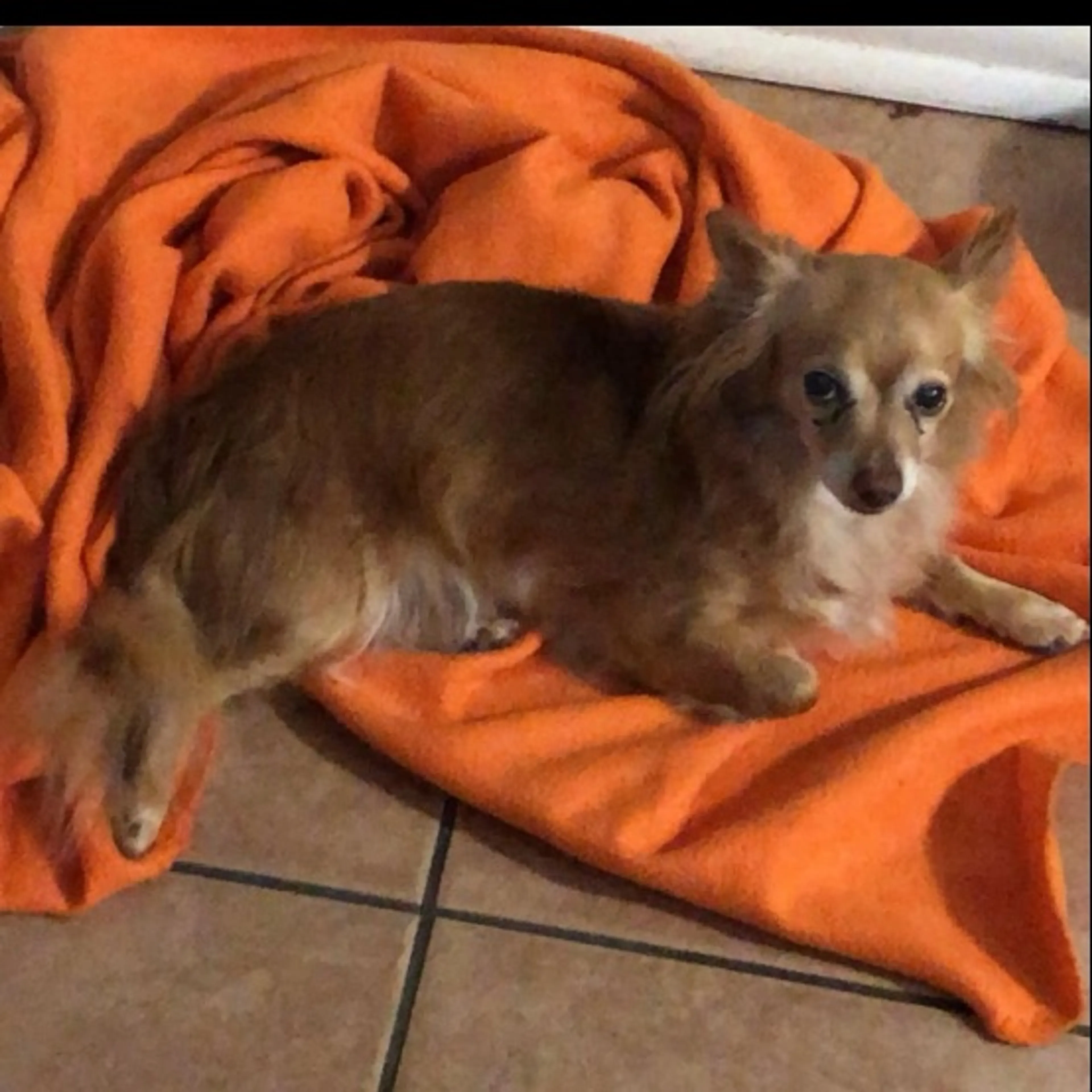 Lost pet