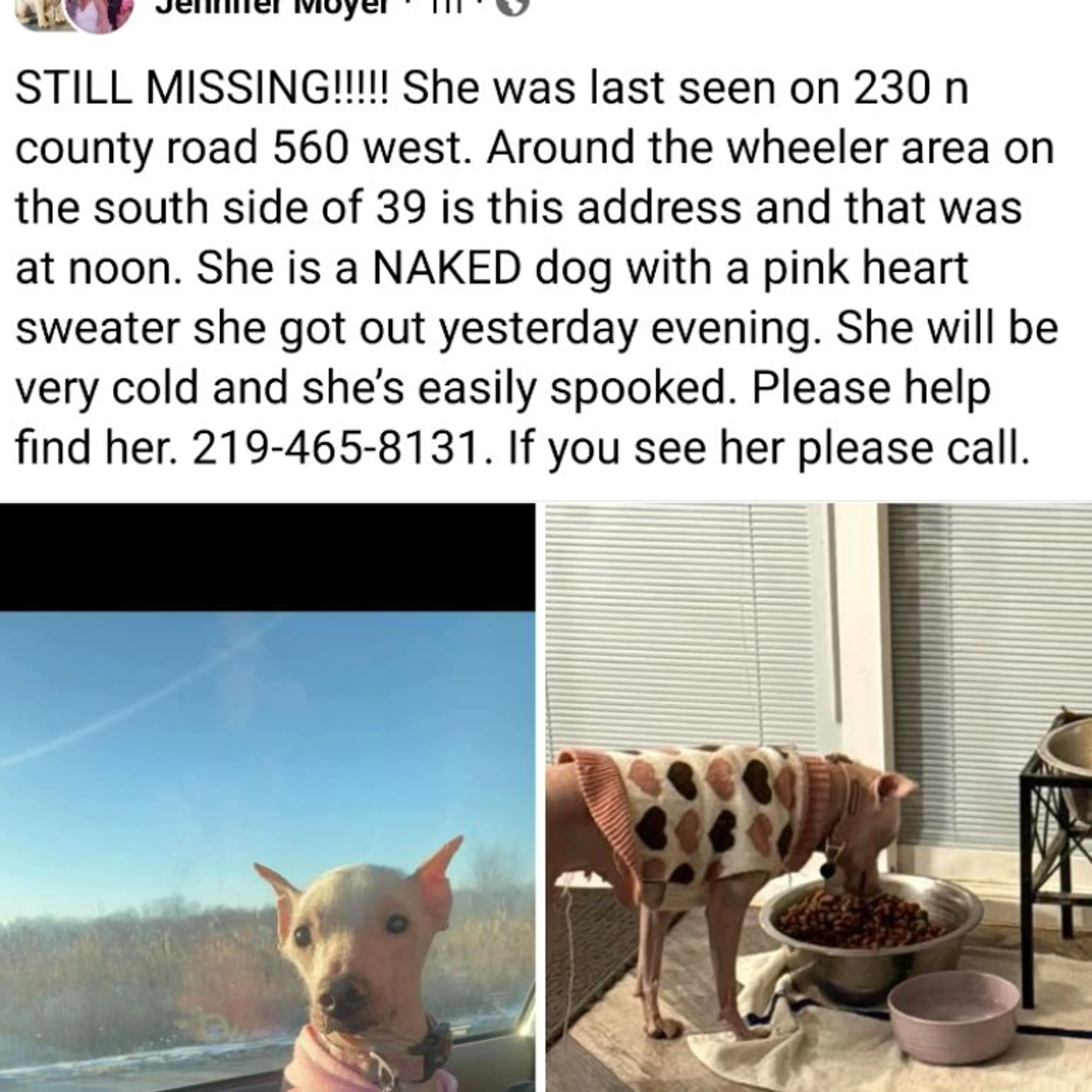 Lost pet