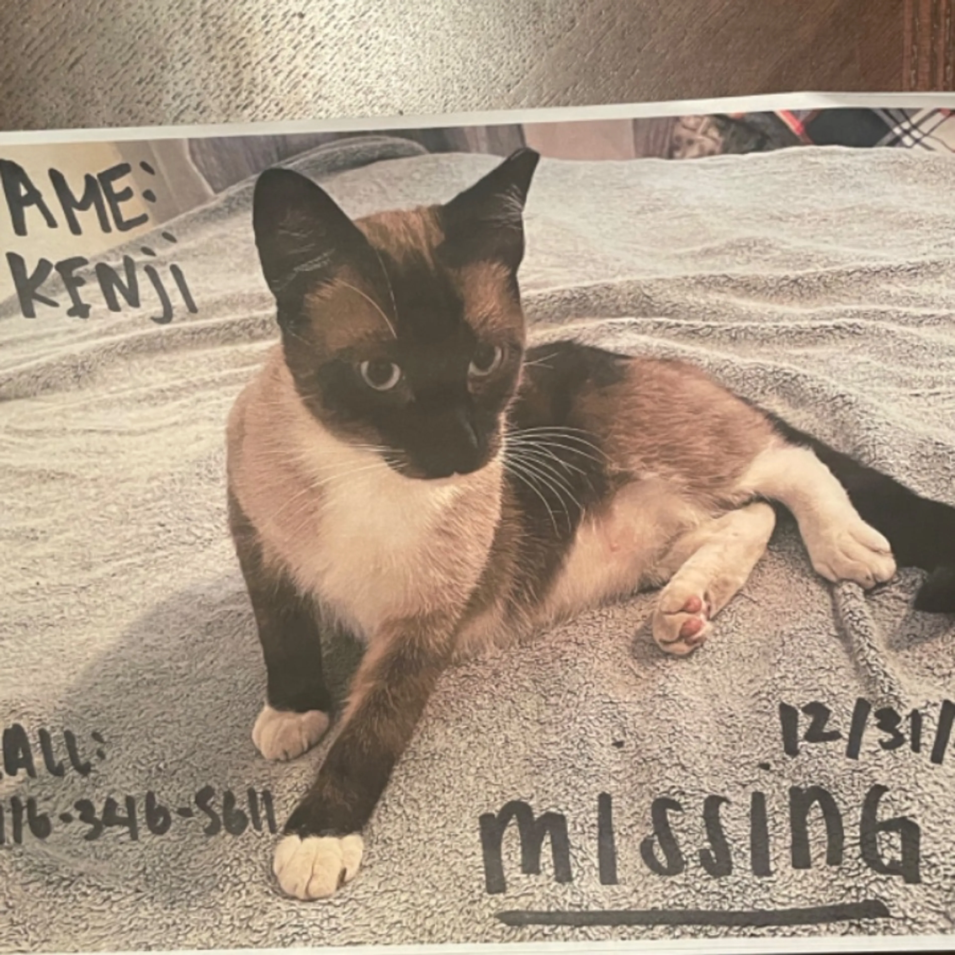 Lost pet