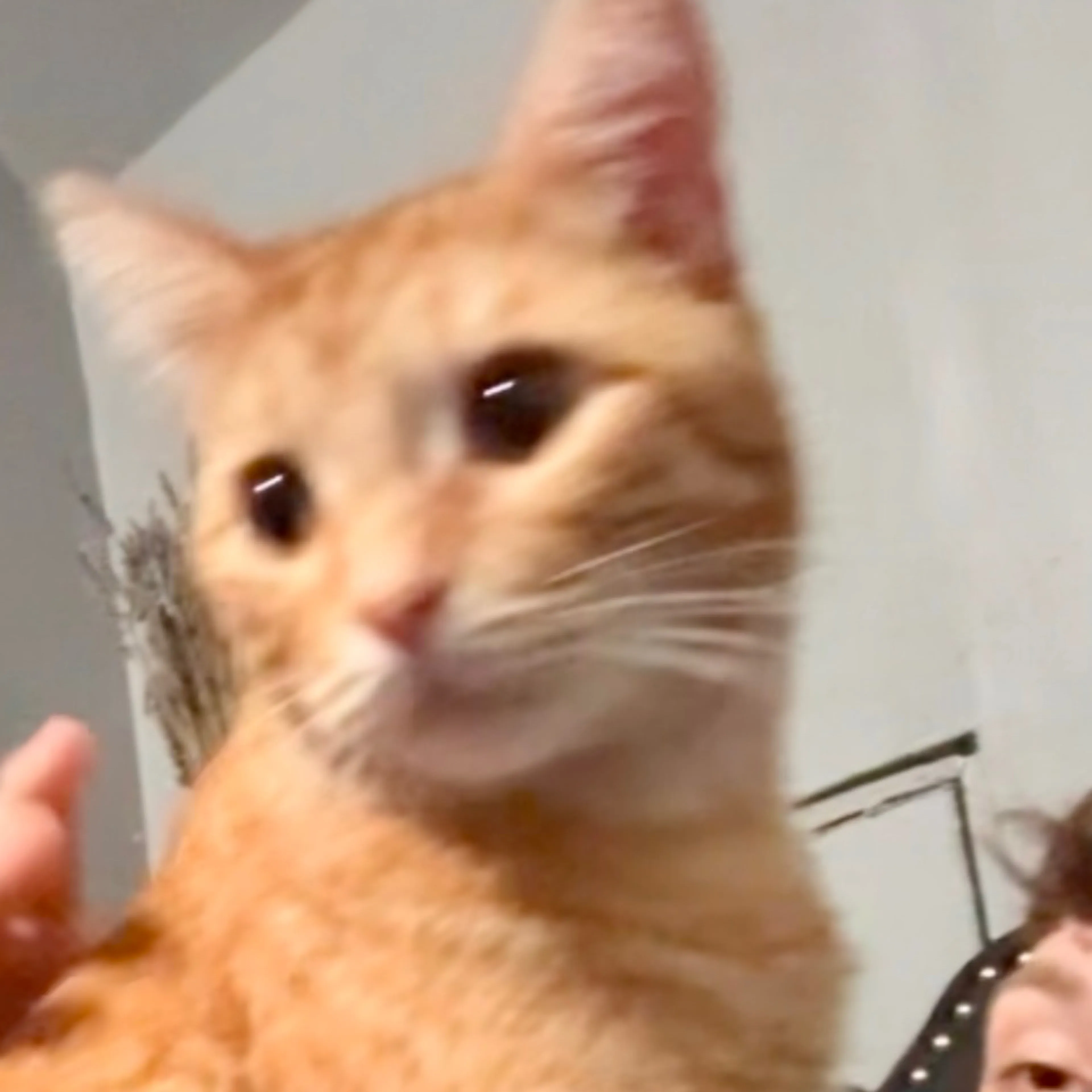 Lost pet-2