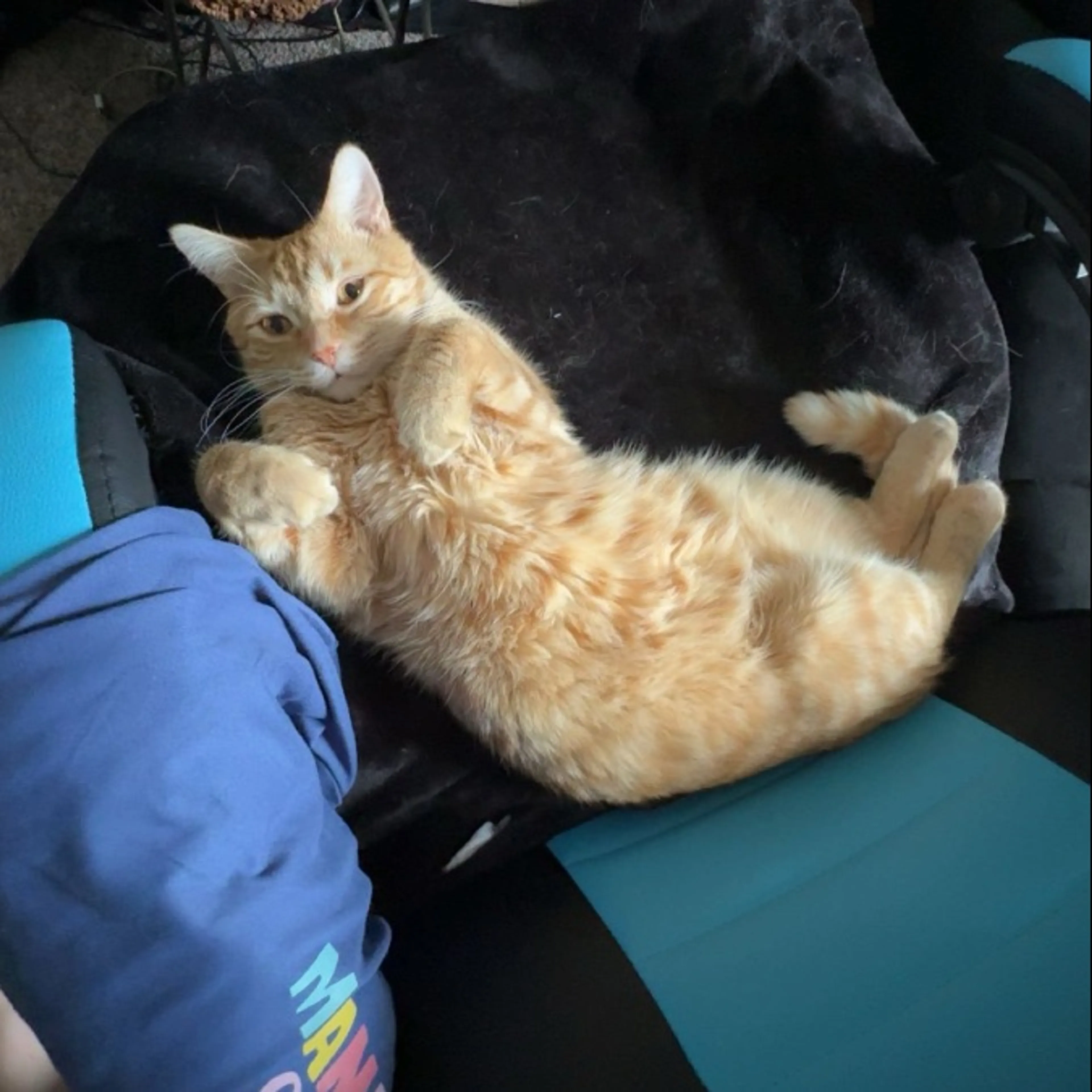 Lost pet-0