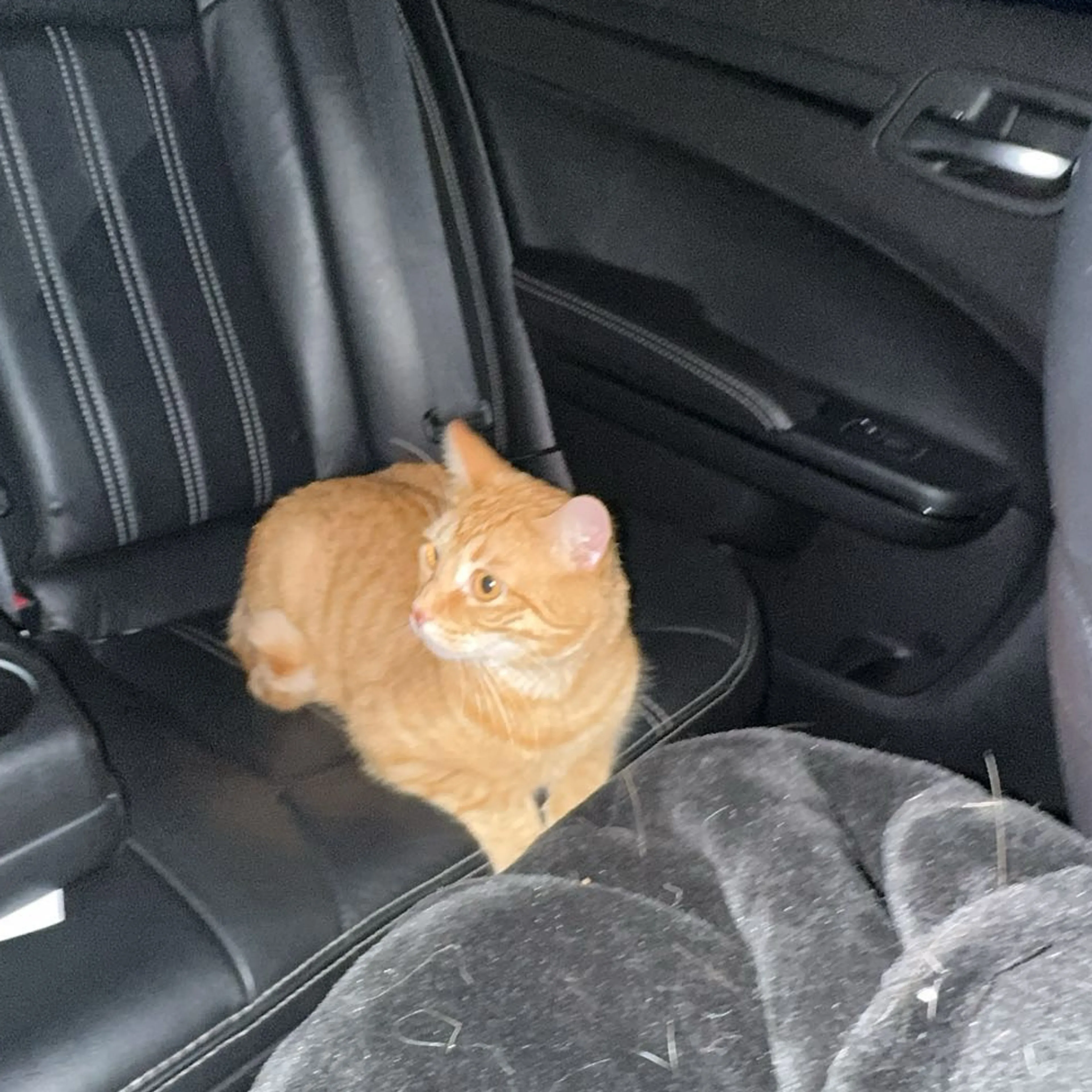 Lost pet-1
