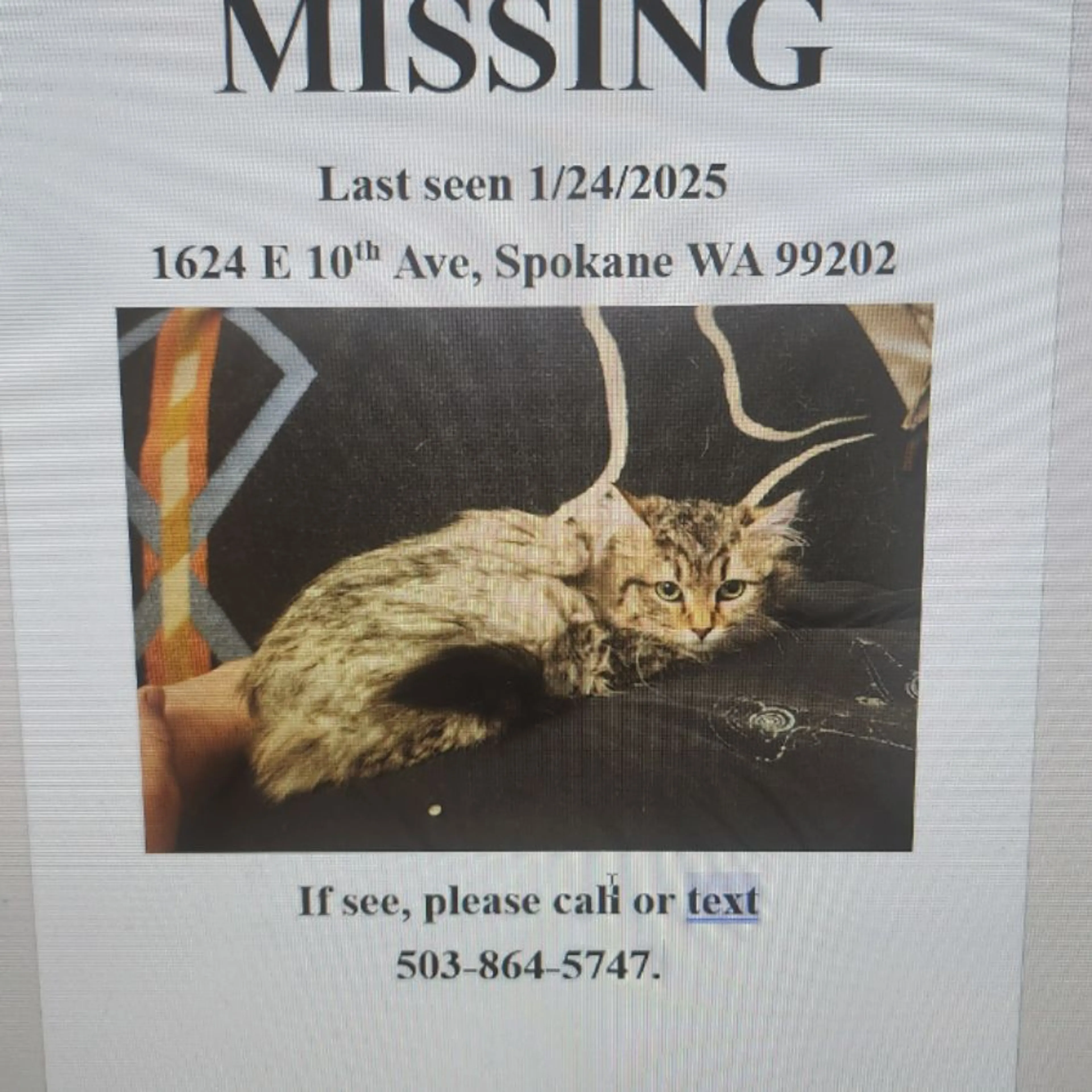 Lost pet