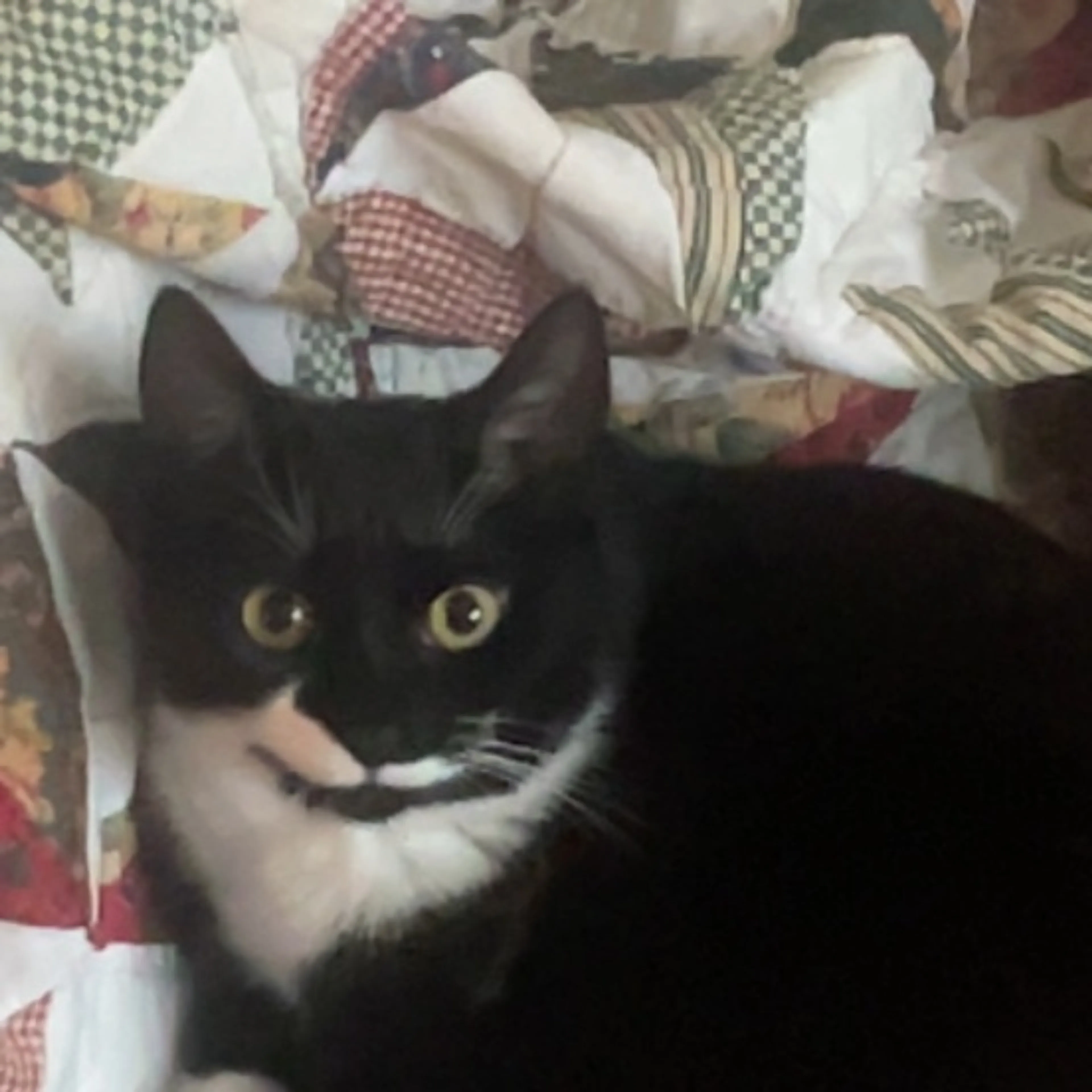 Lost pet