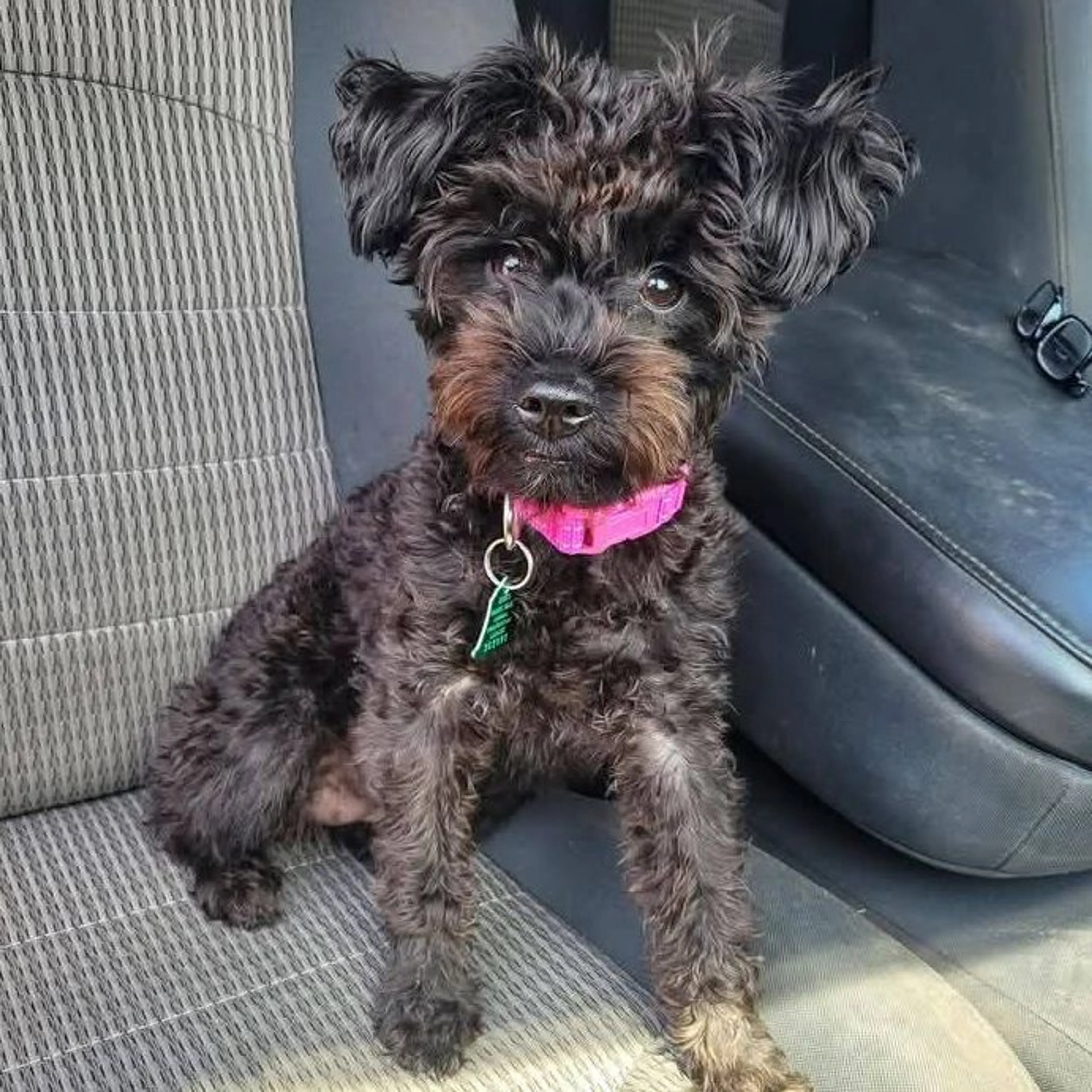 Lost pet