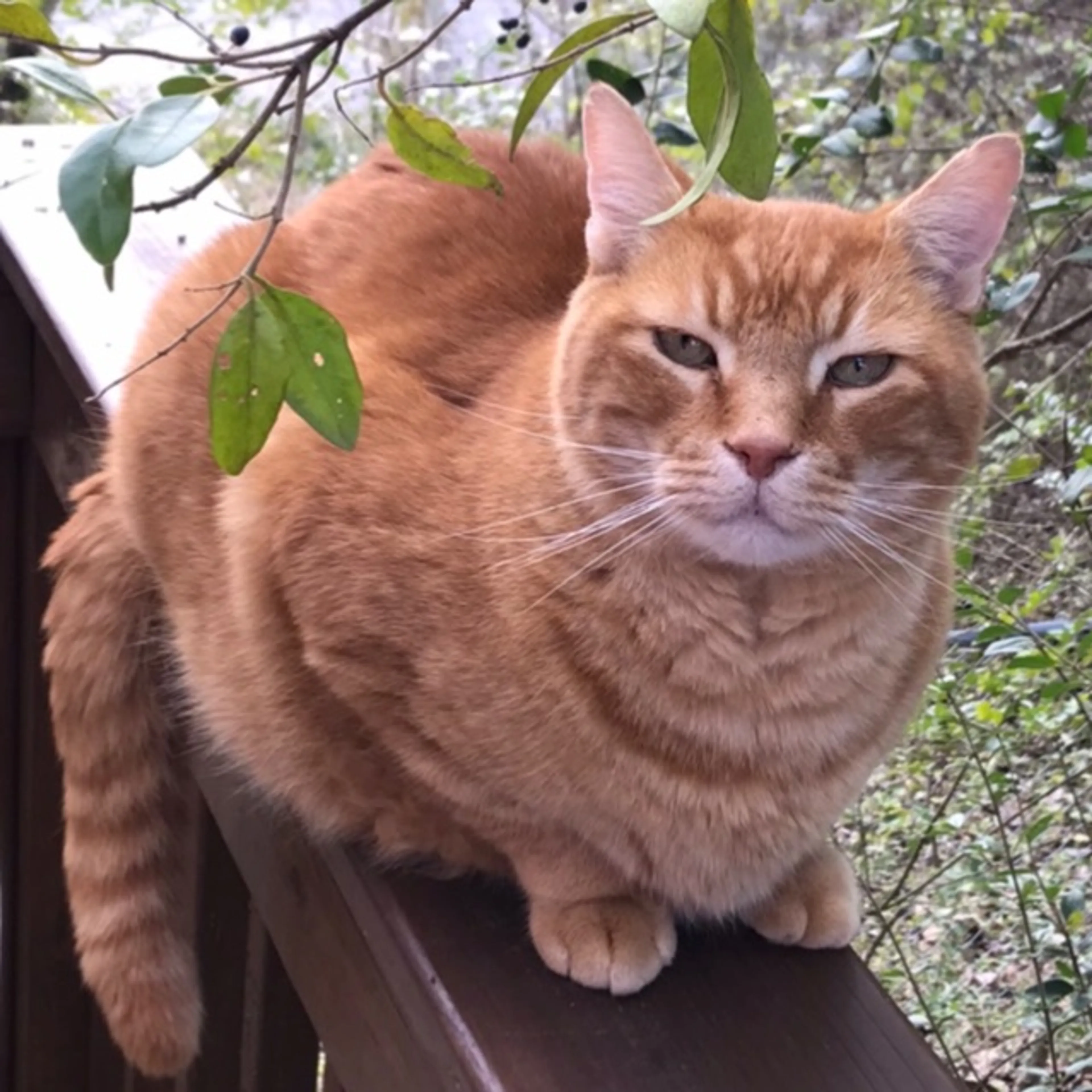 Lost pet