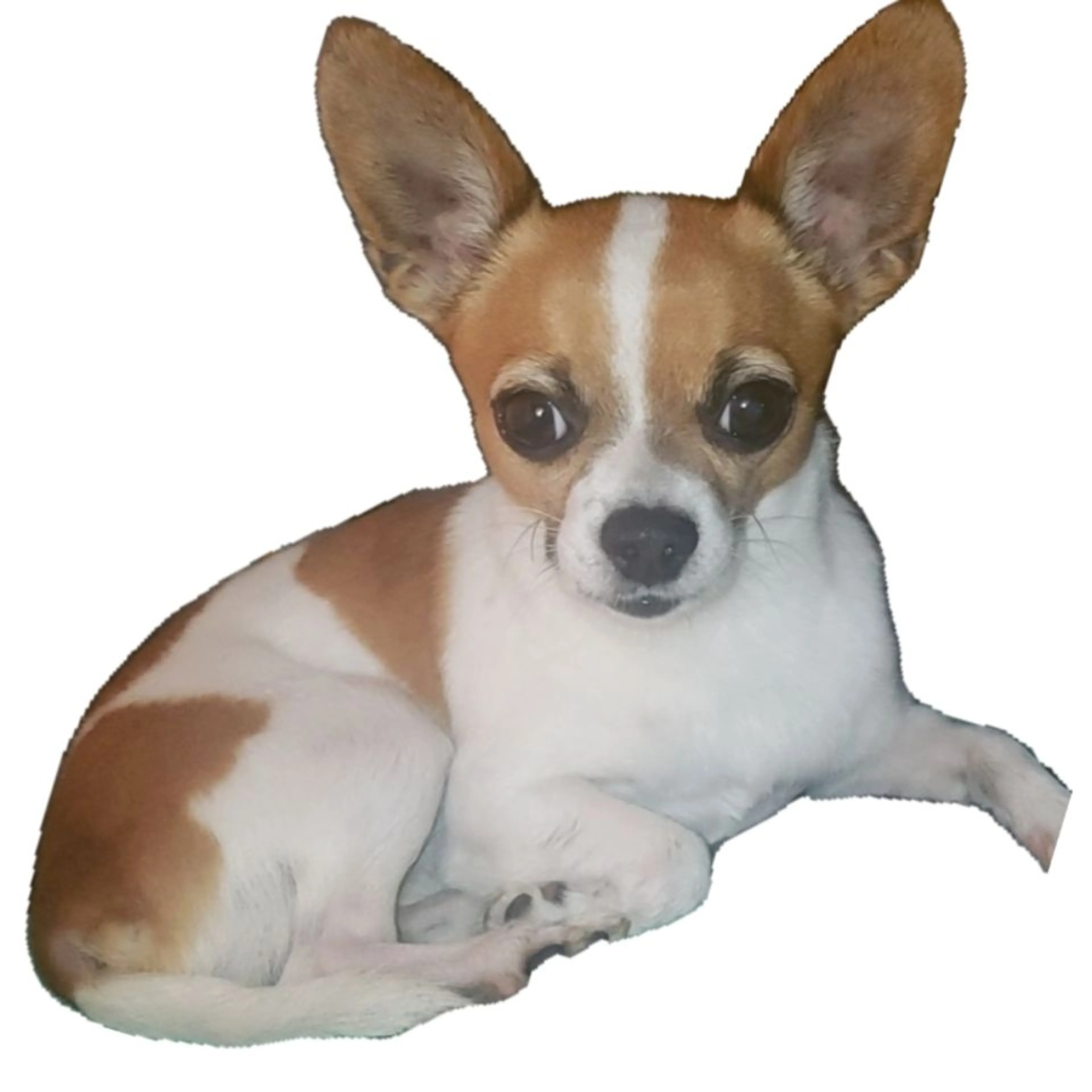 cdn image