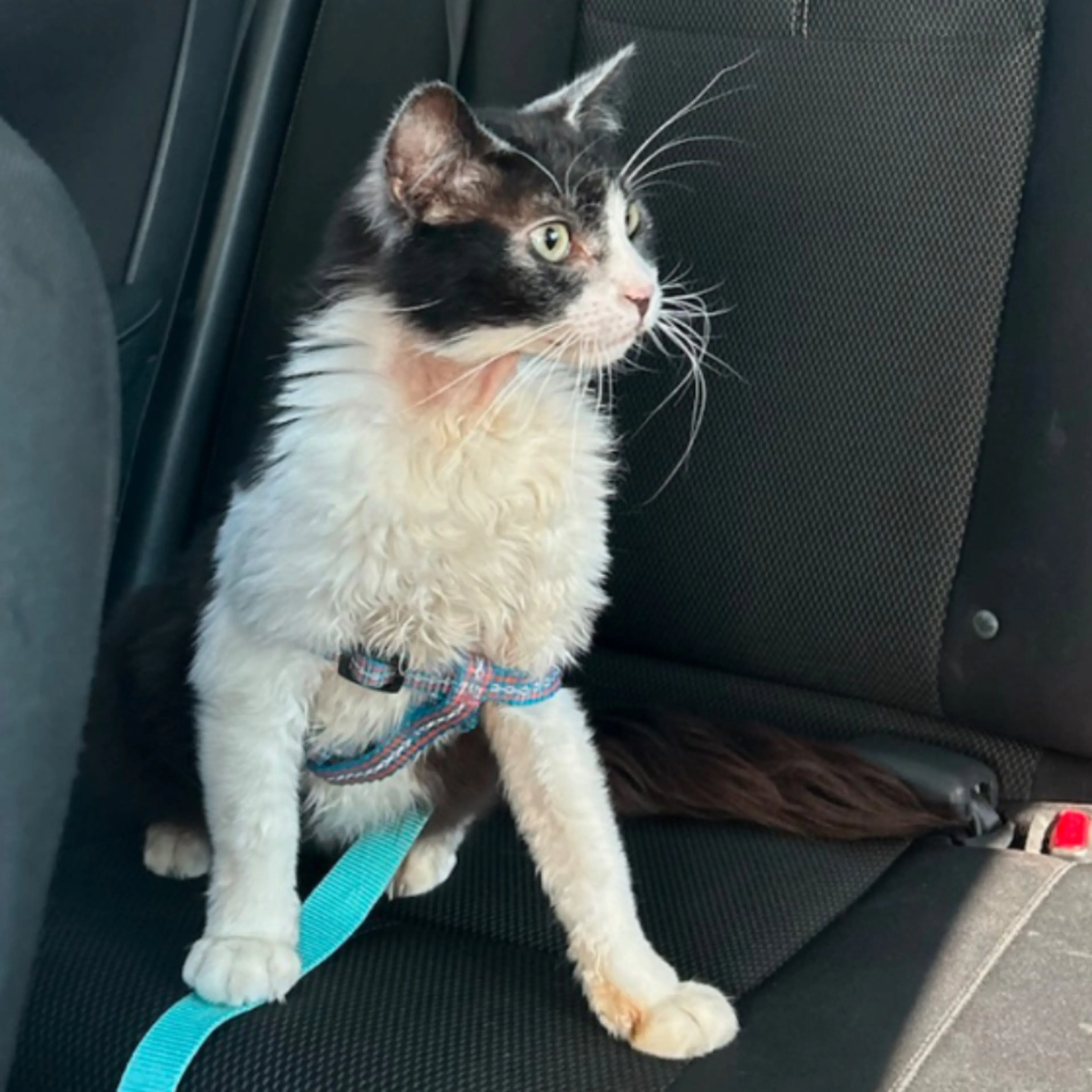 Lost pet
