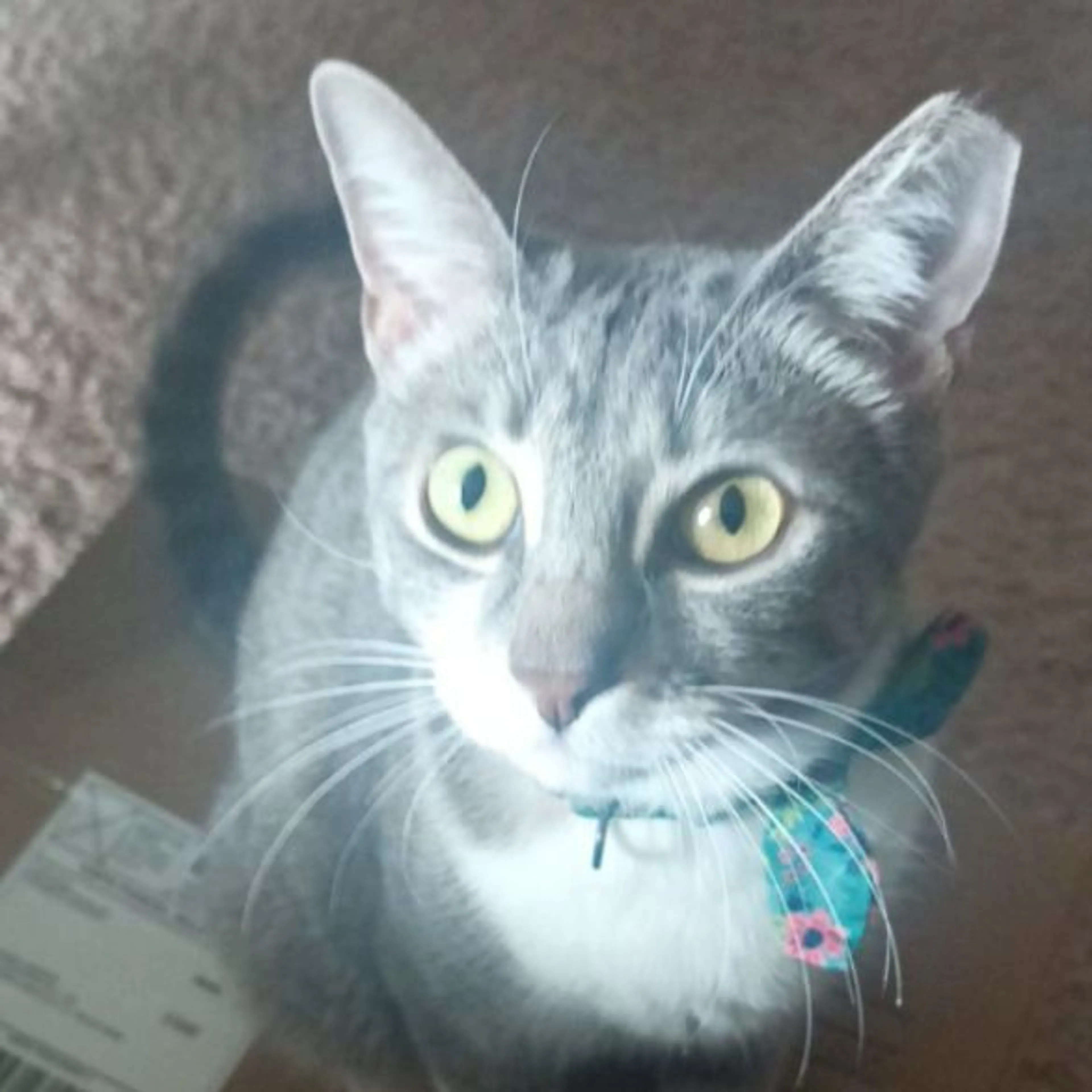 Lost pet-0