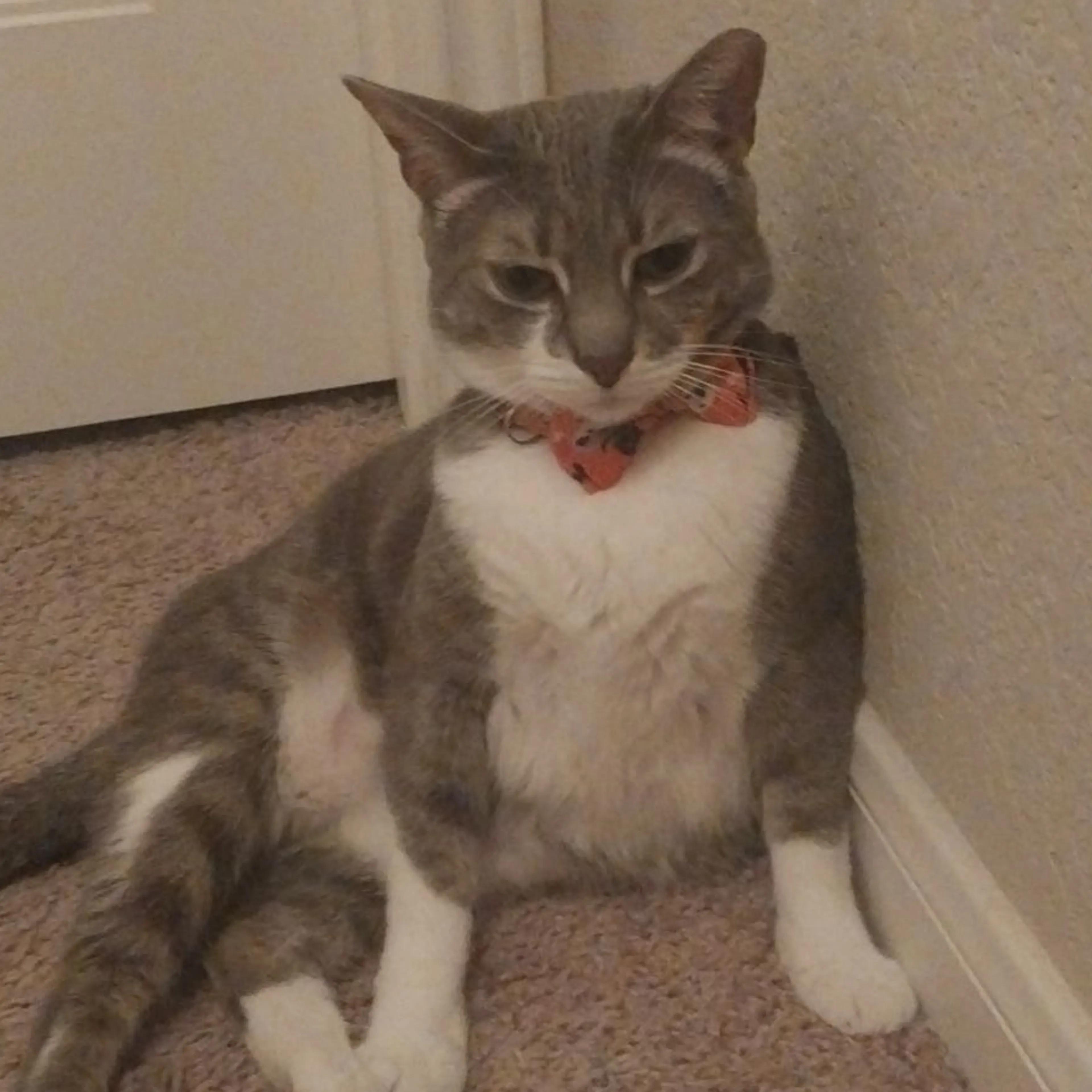 Lost pet-2