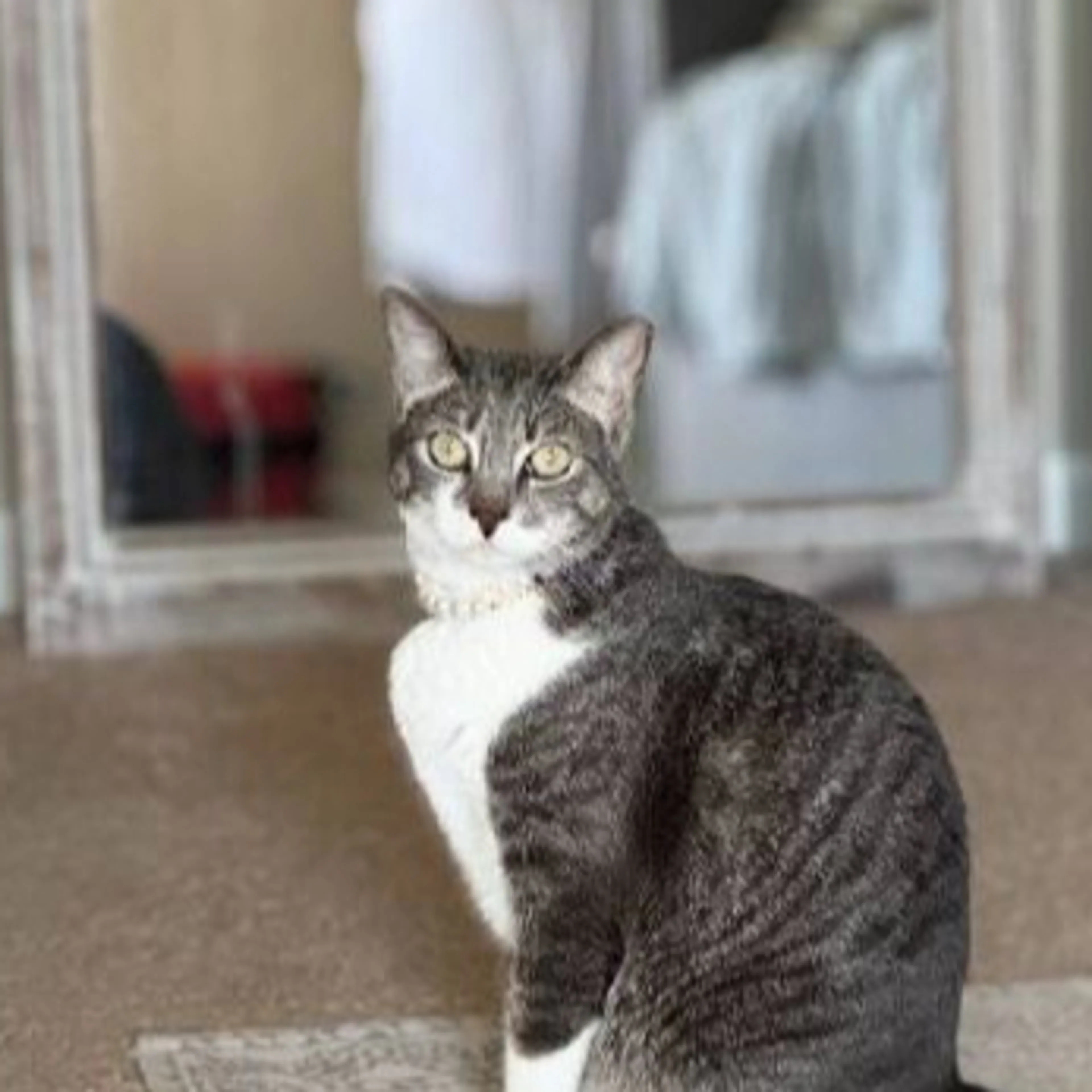 Lost pet-1