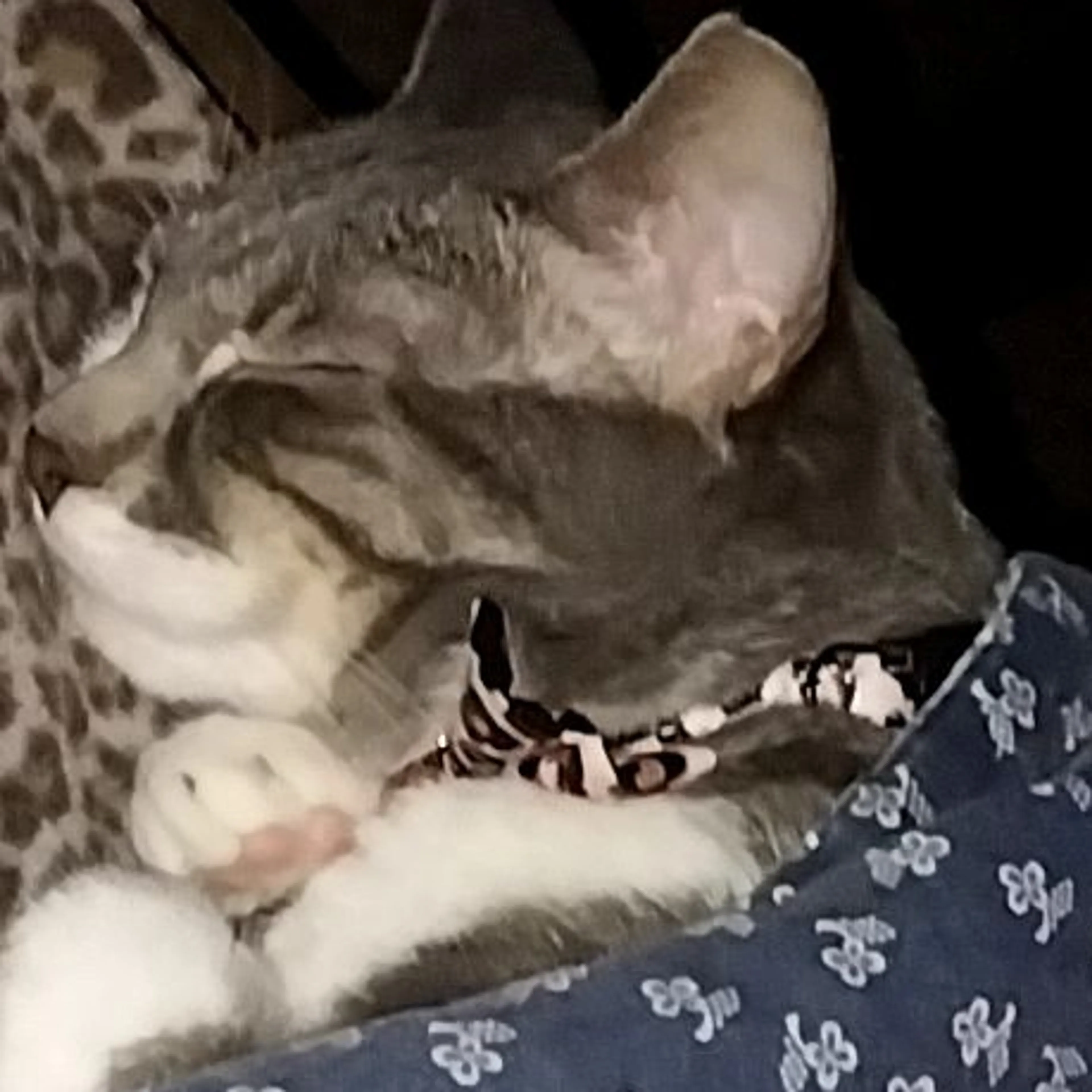 Lost pet-3