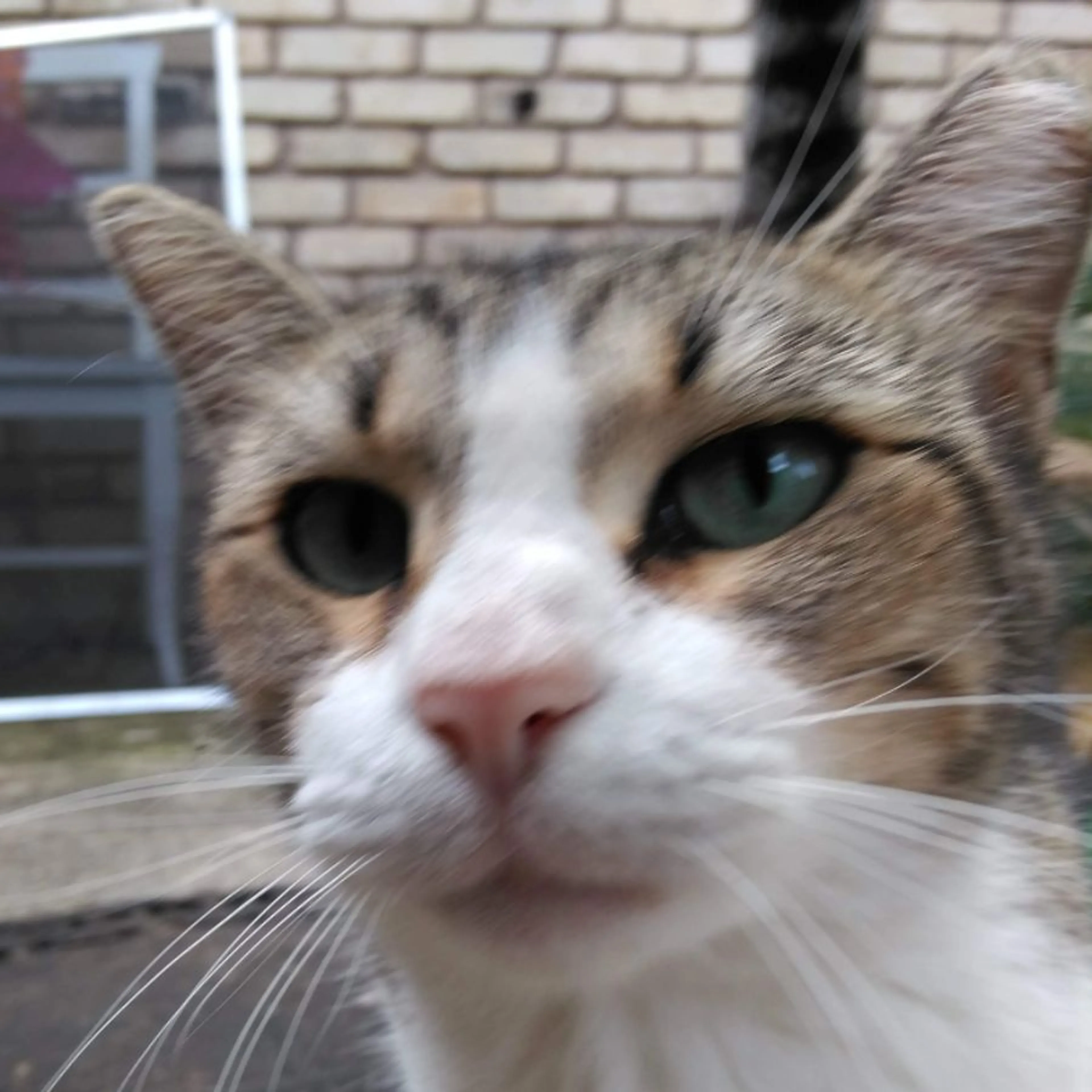 Lost pet