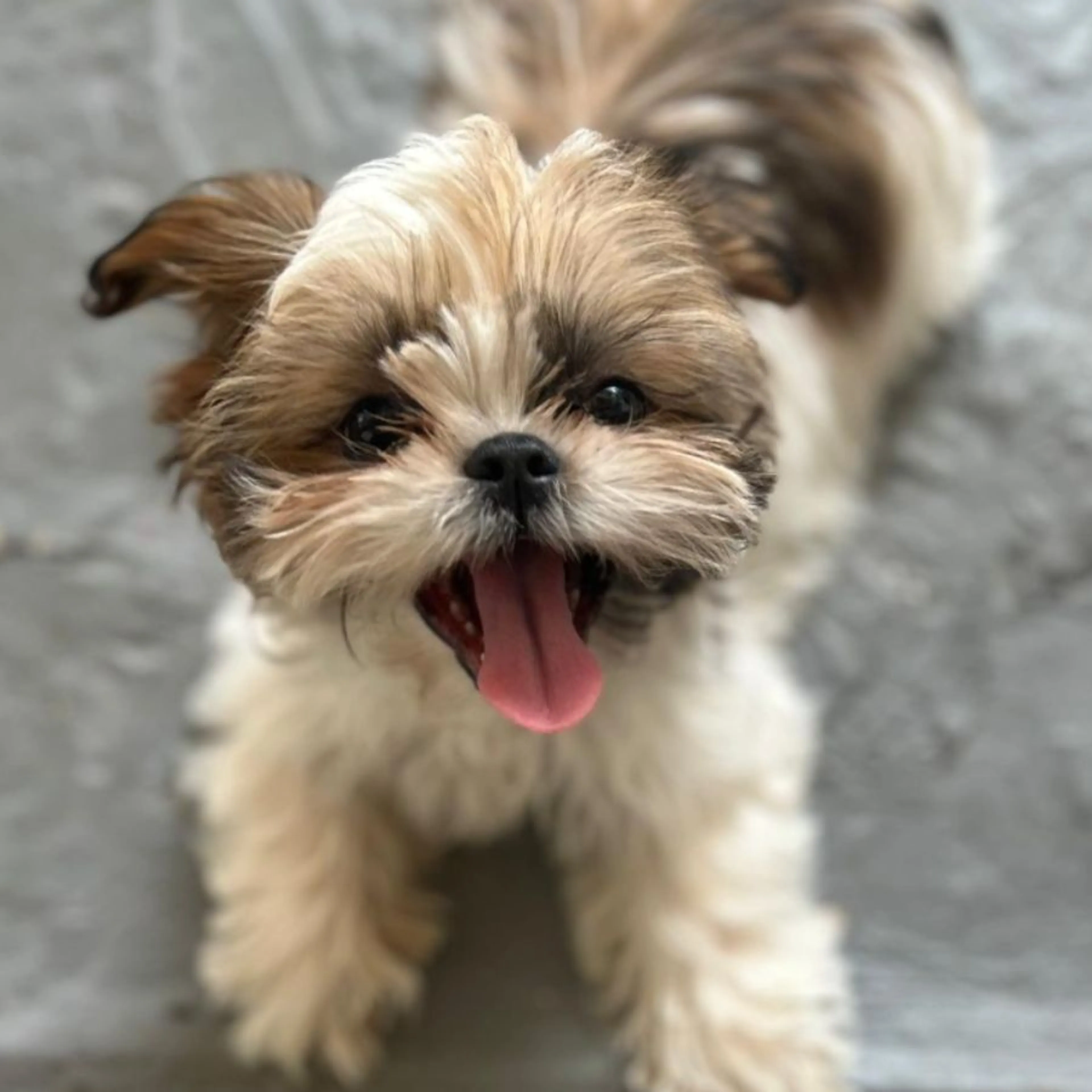 Lost pet