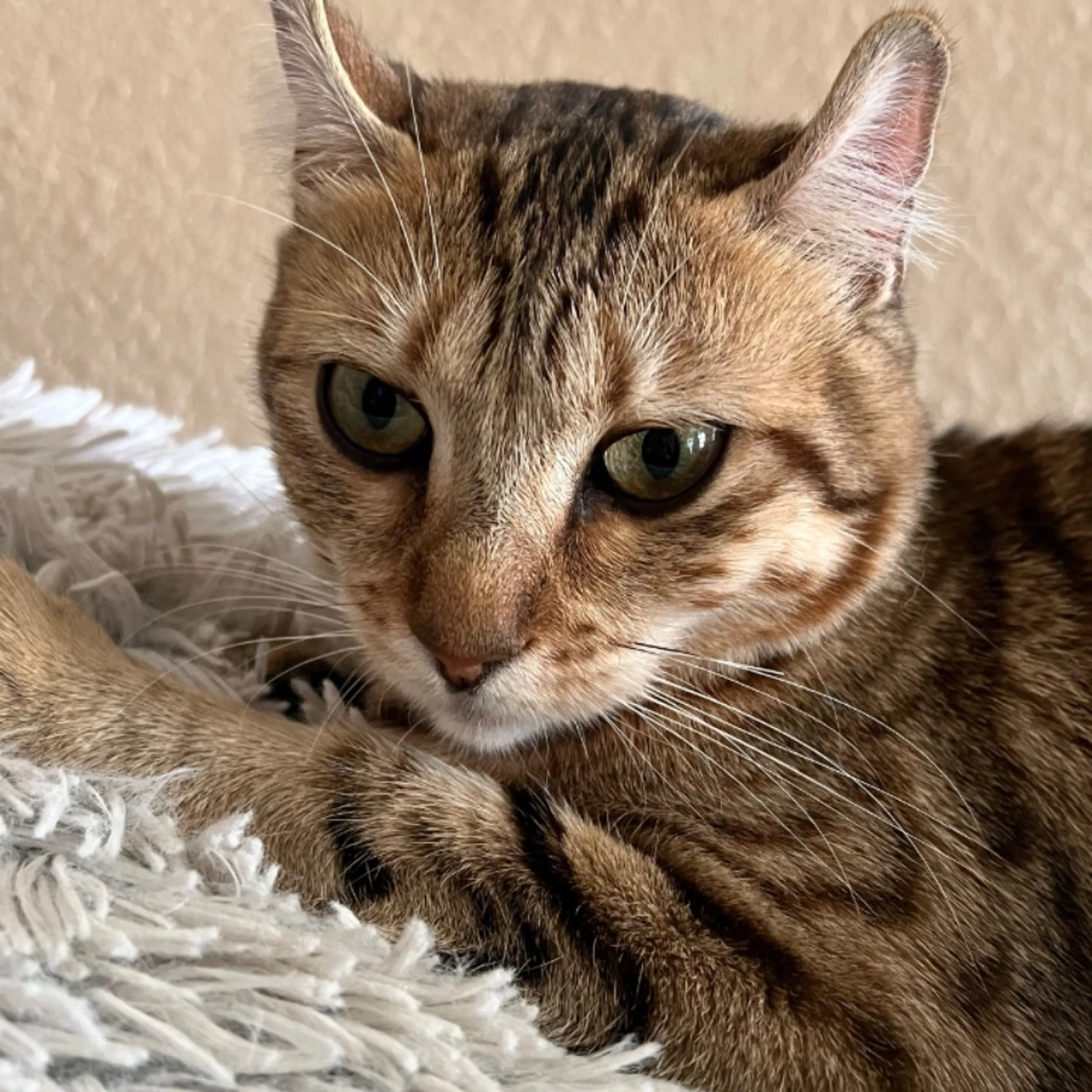 Lost pet