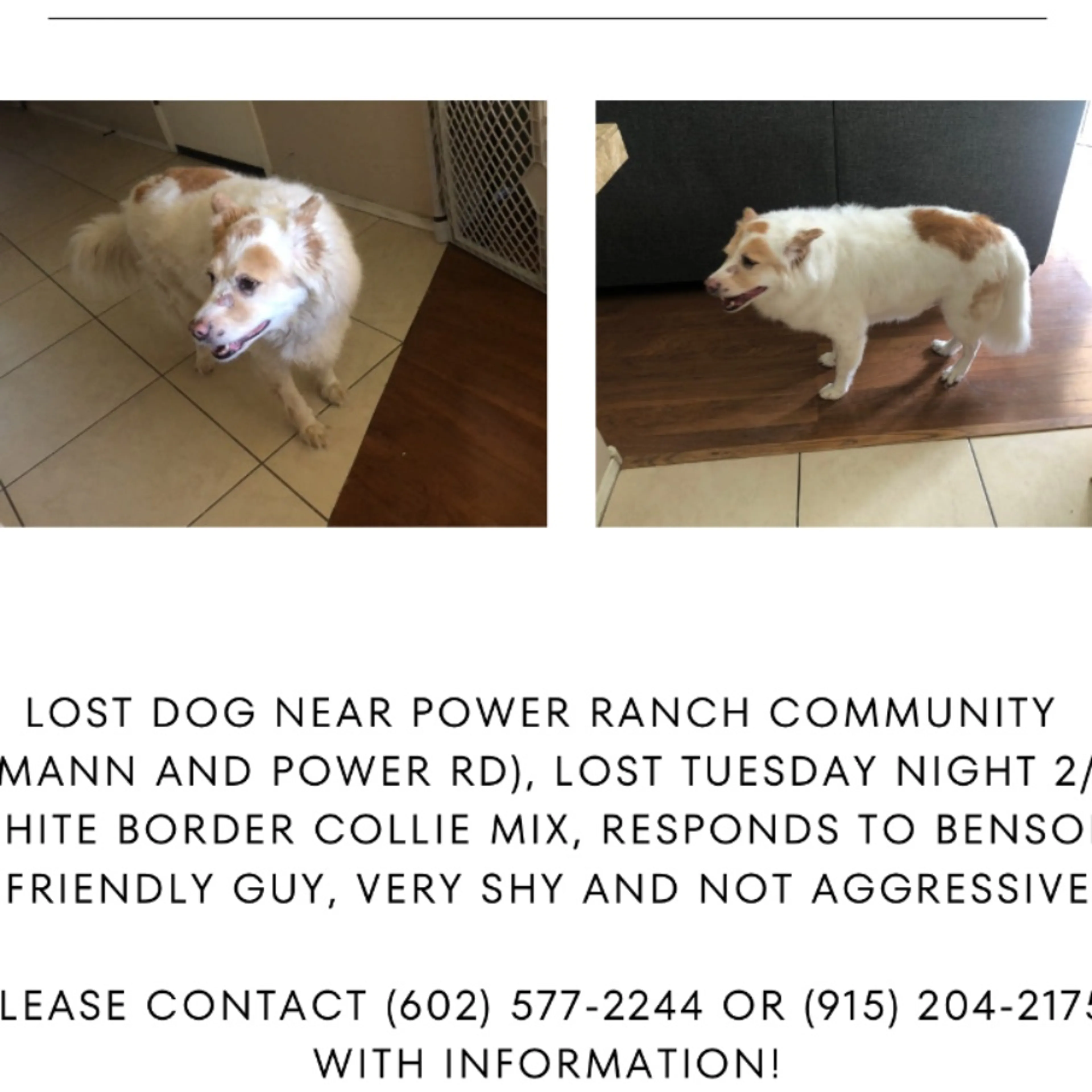 Lost pet