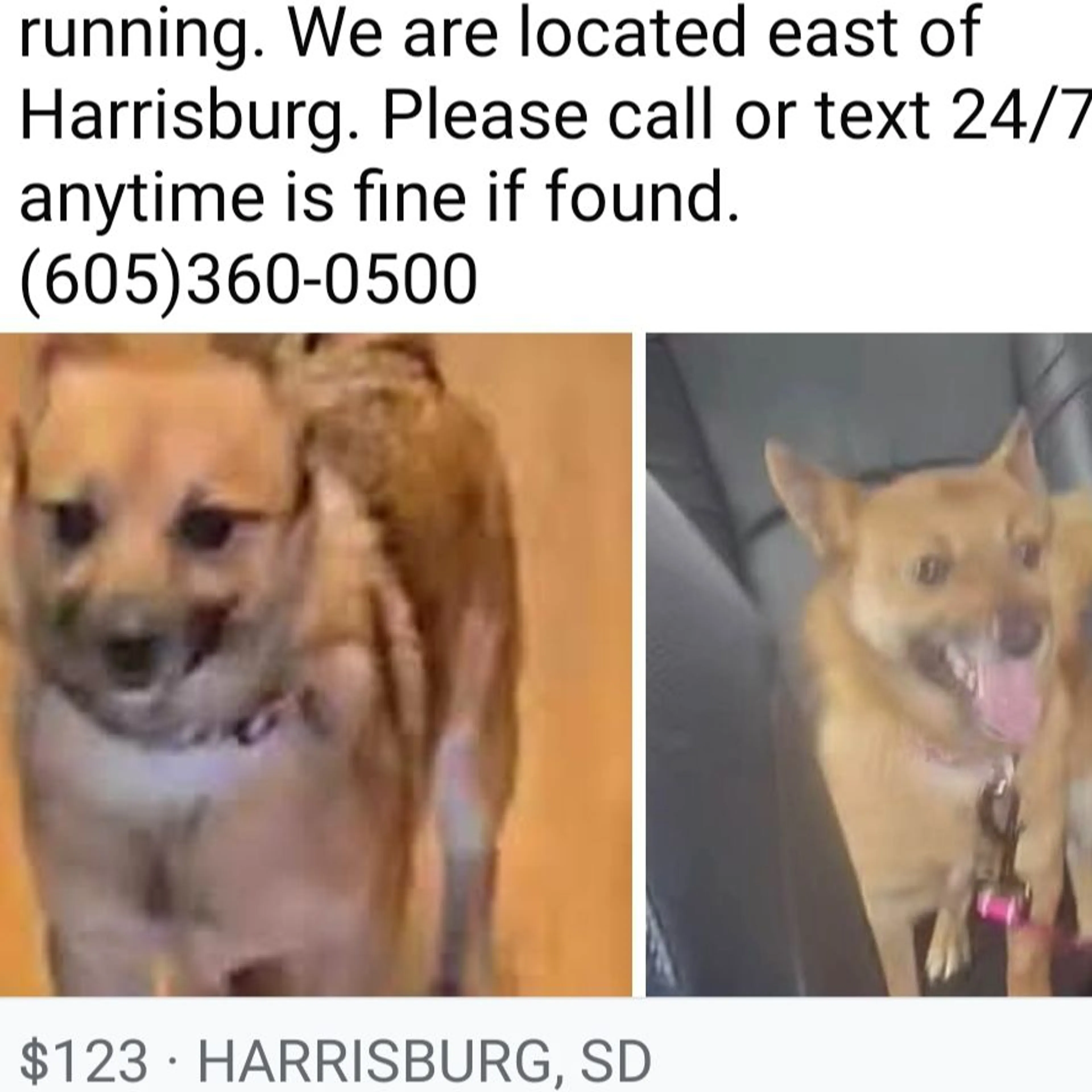 Lost pet