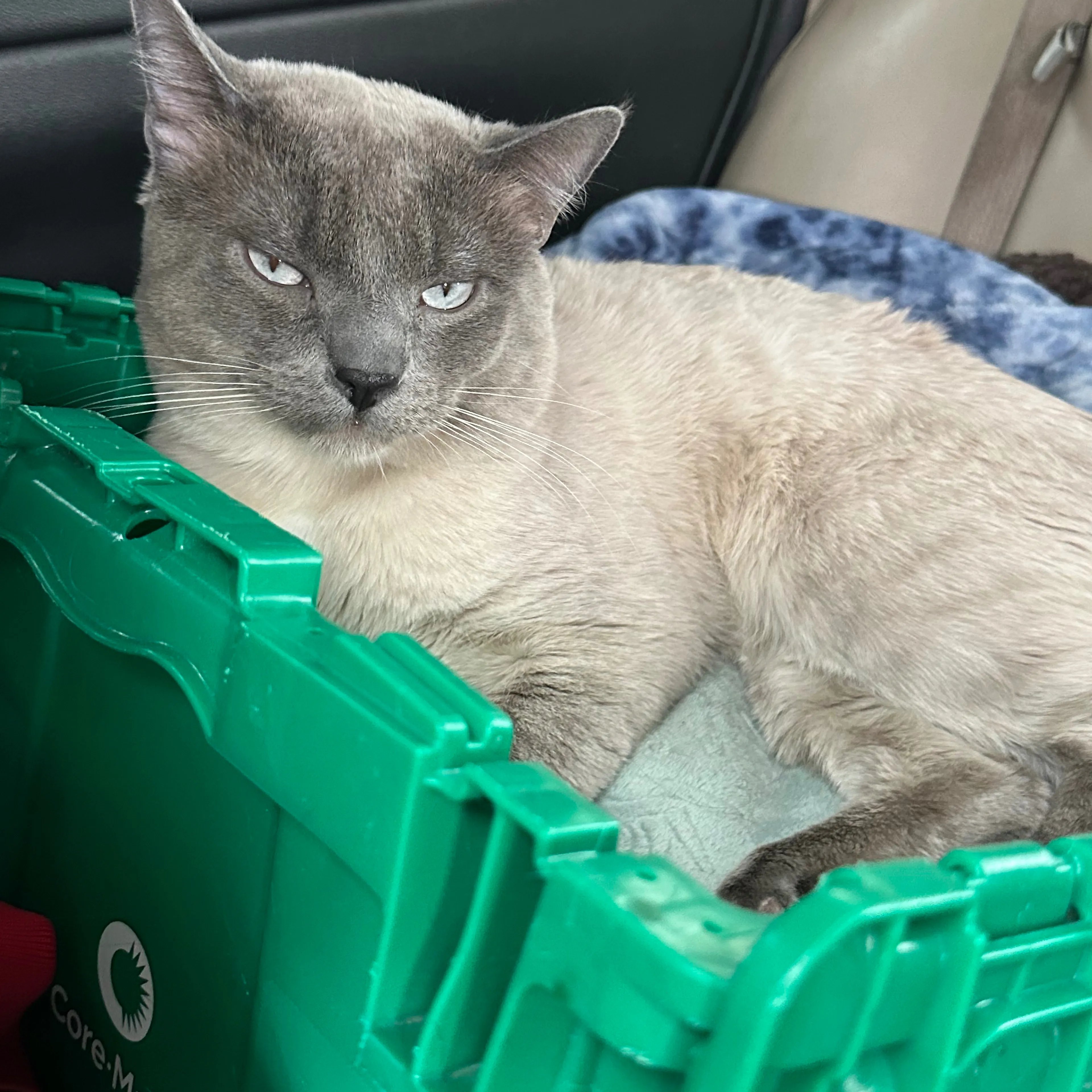 Lost pet-1