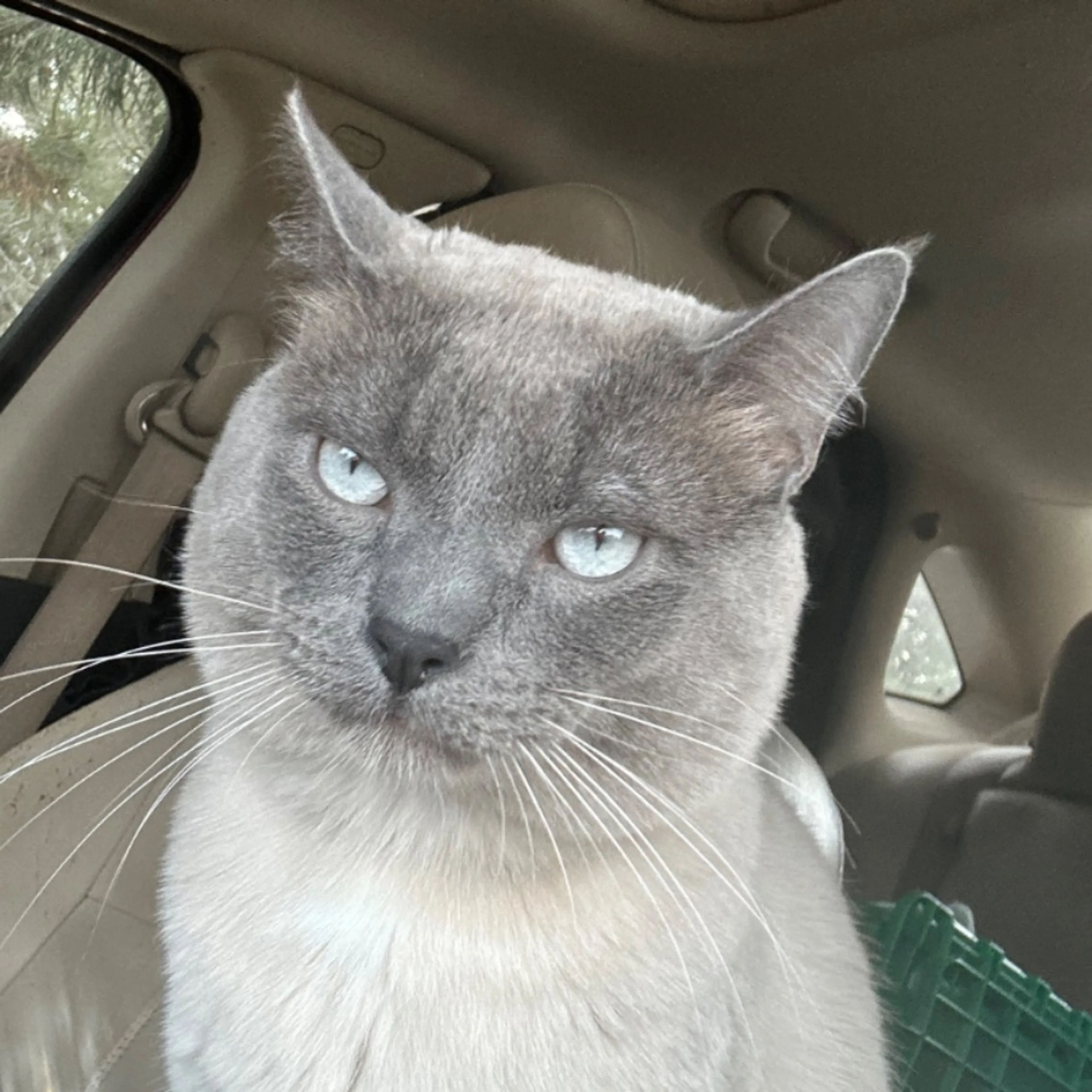 Lost pet-0