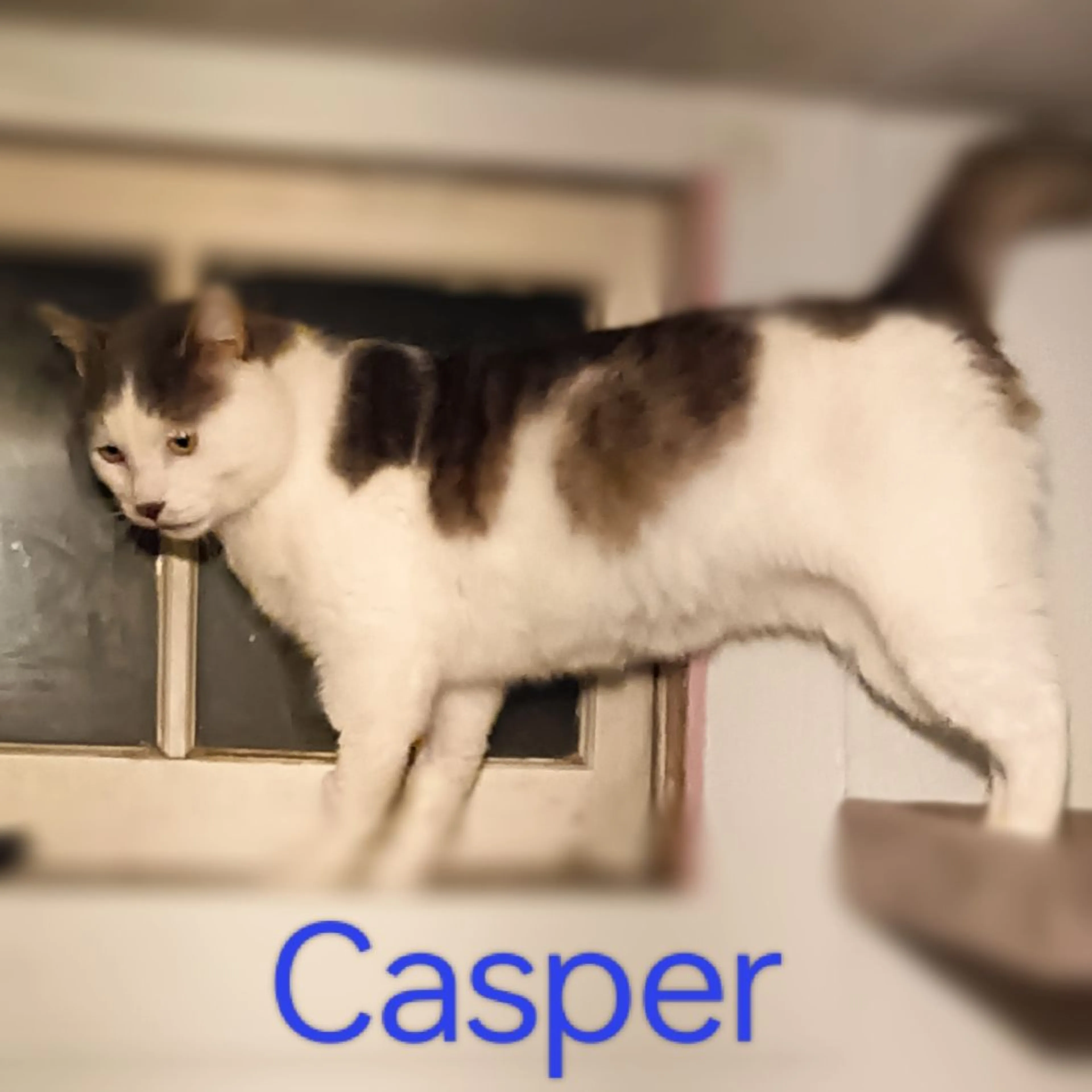 cdn image