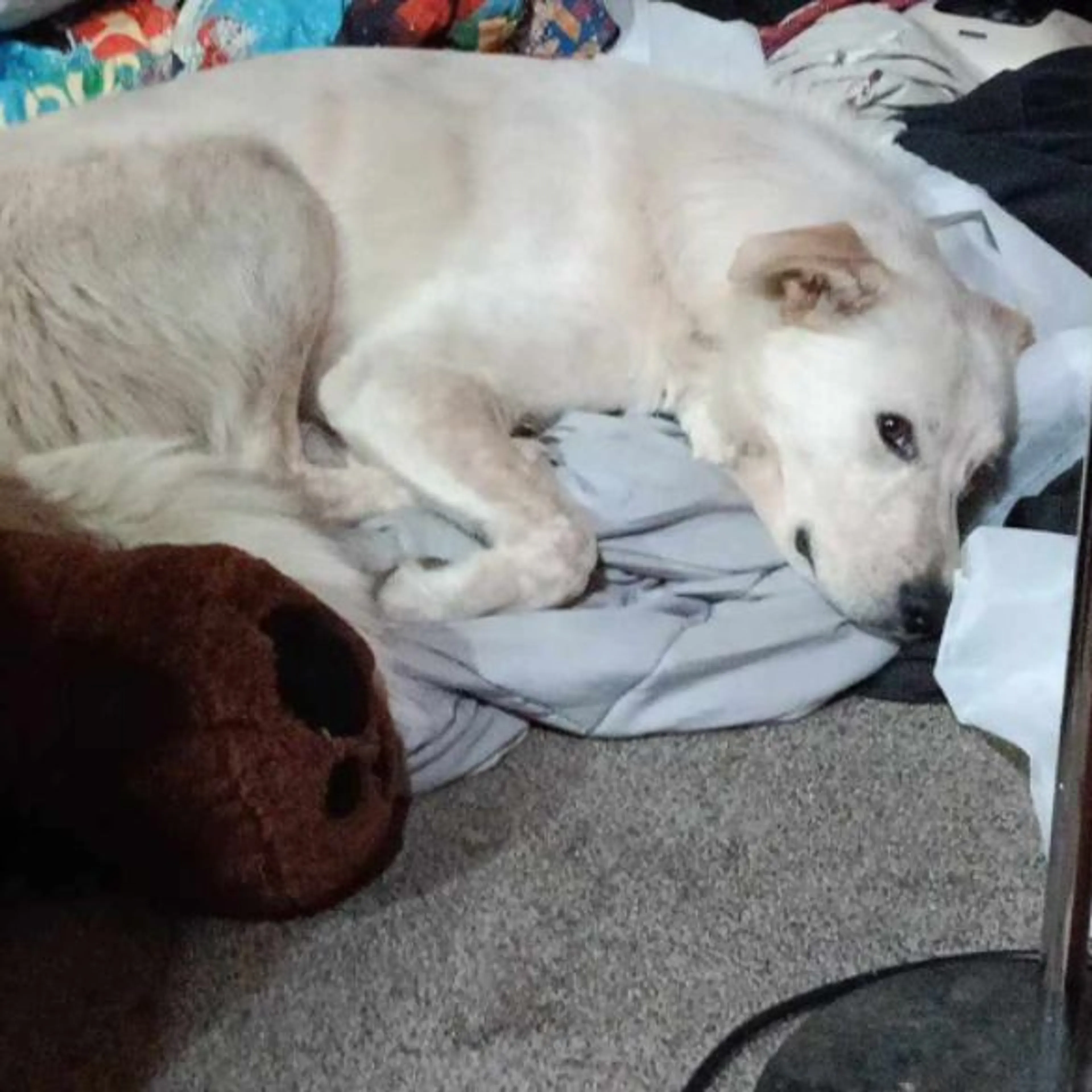 cdn image