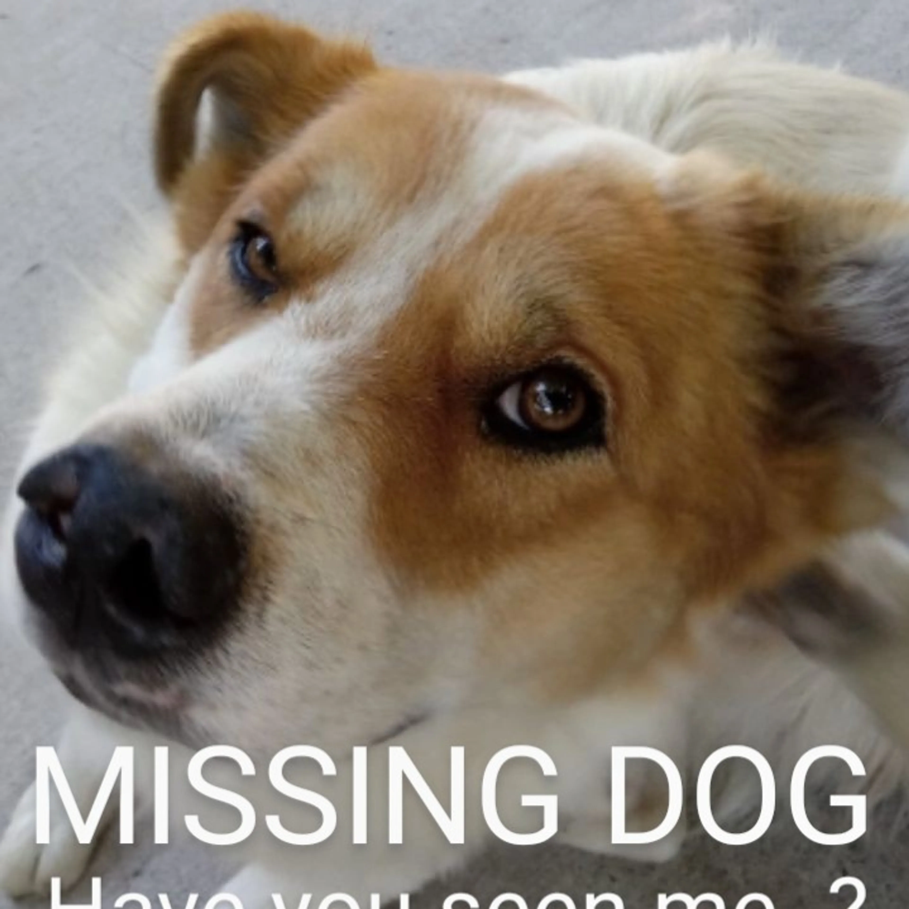 Lost pet-2