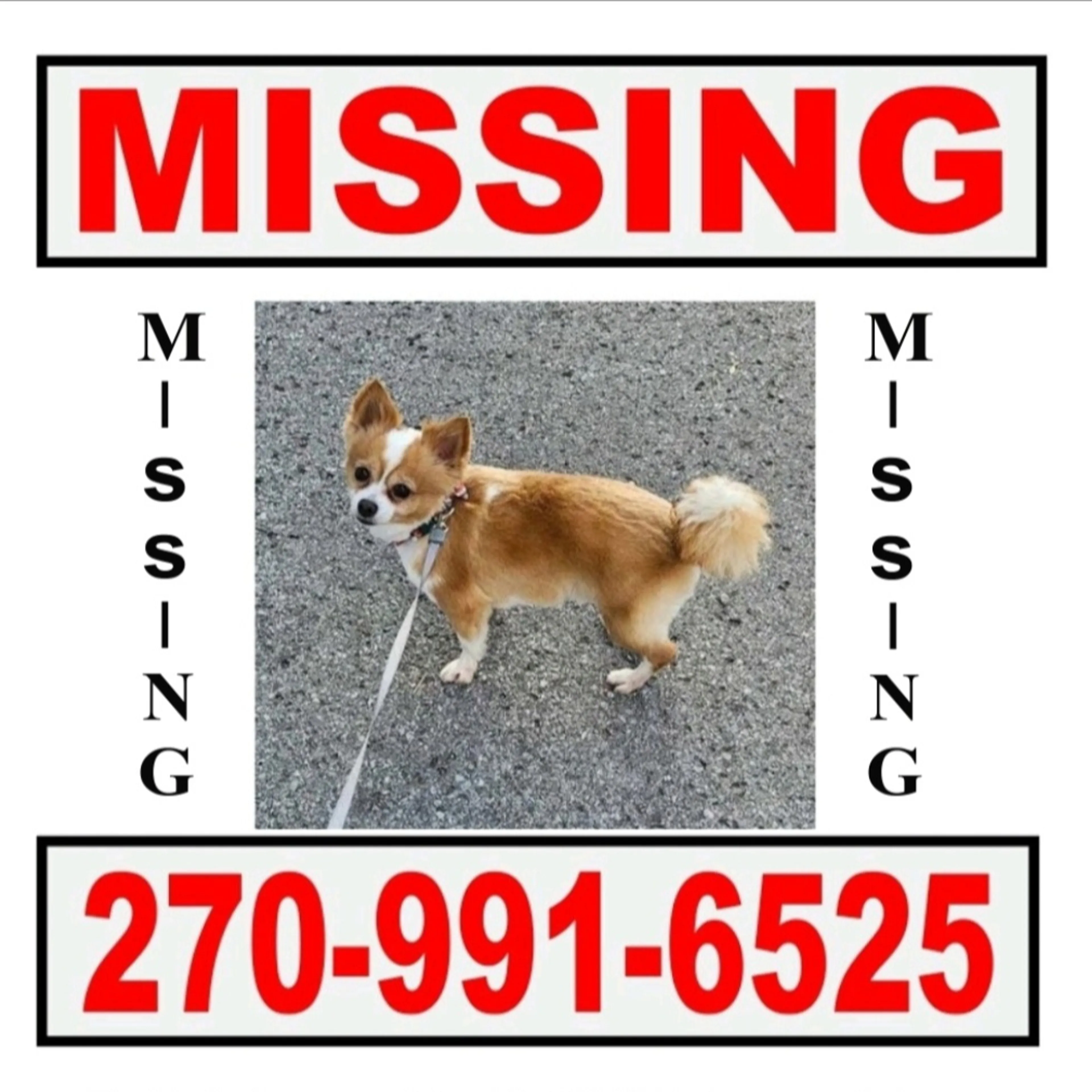 Lost pet-1