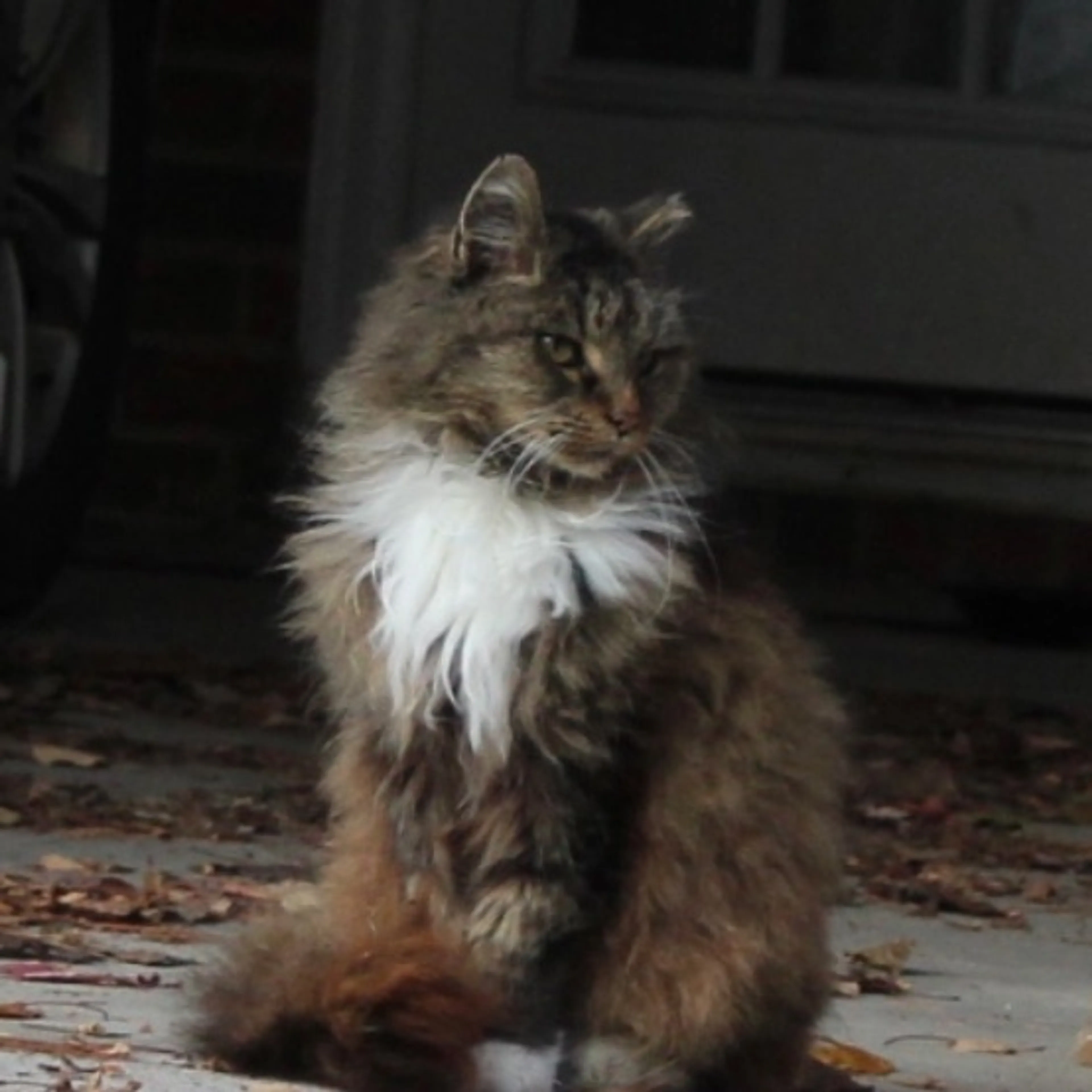 Lost pet