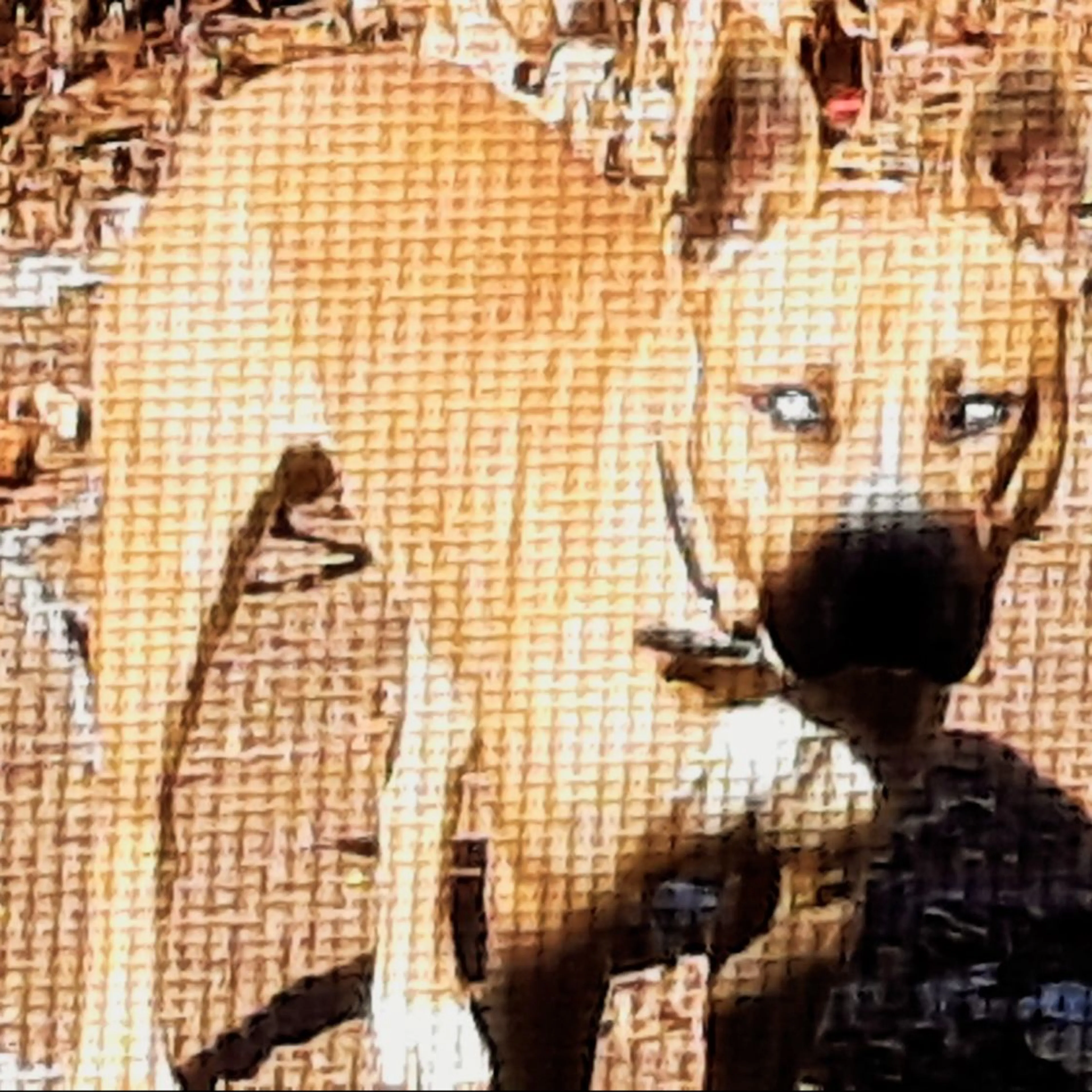 Lost pet