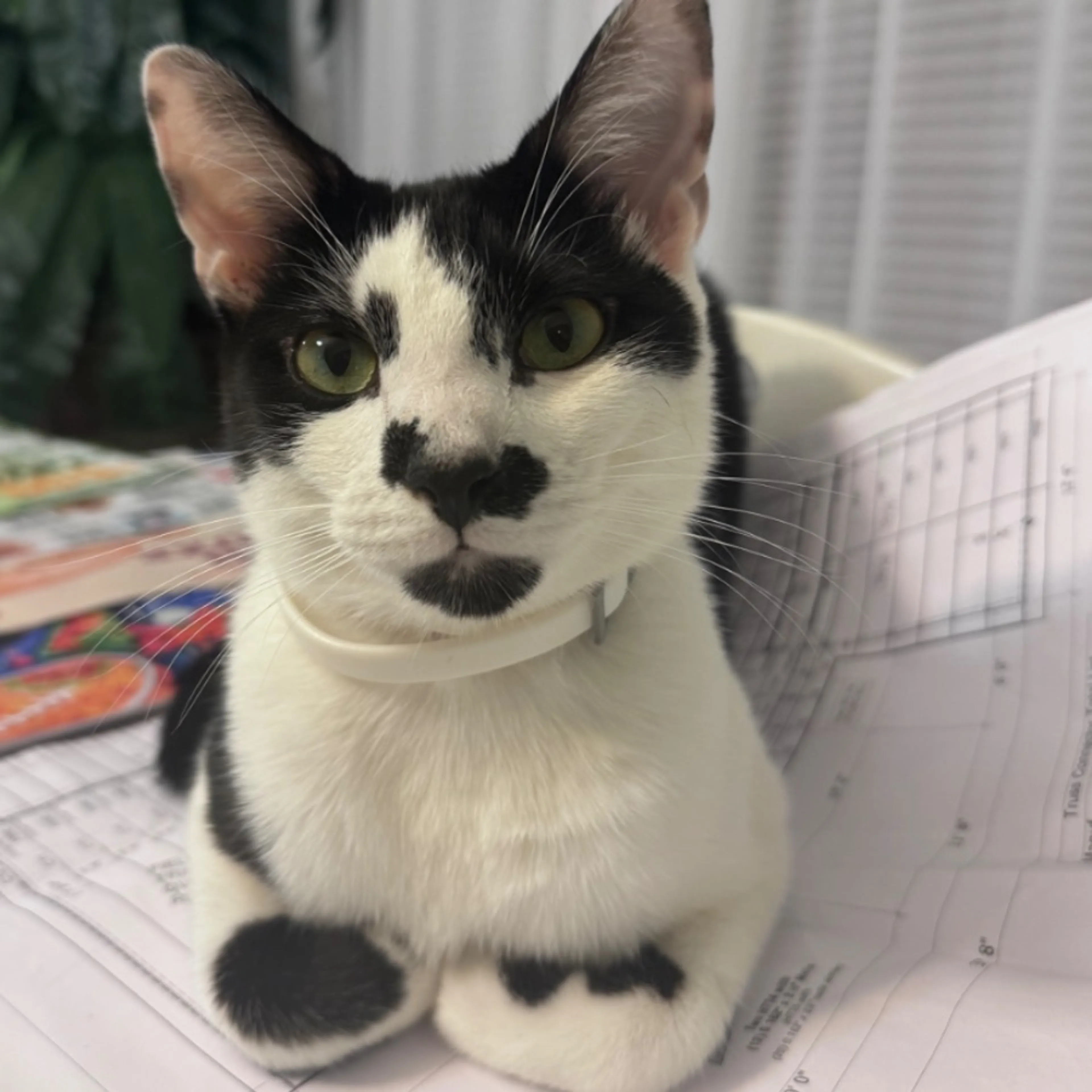Lost pet