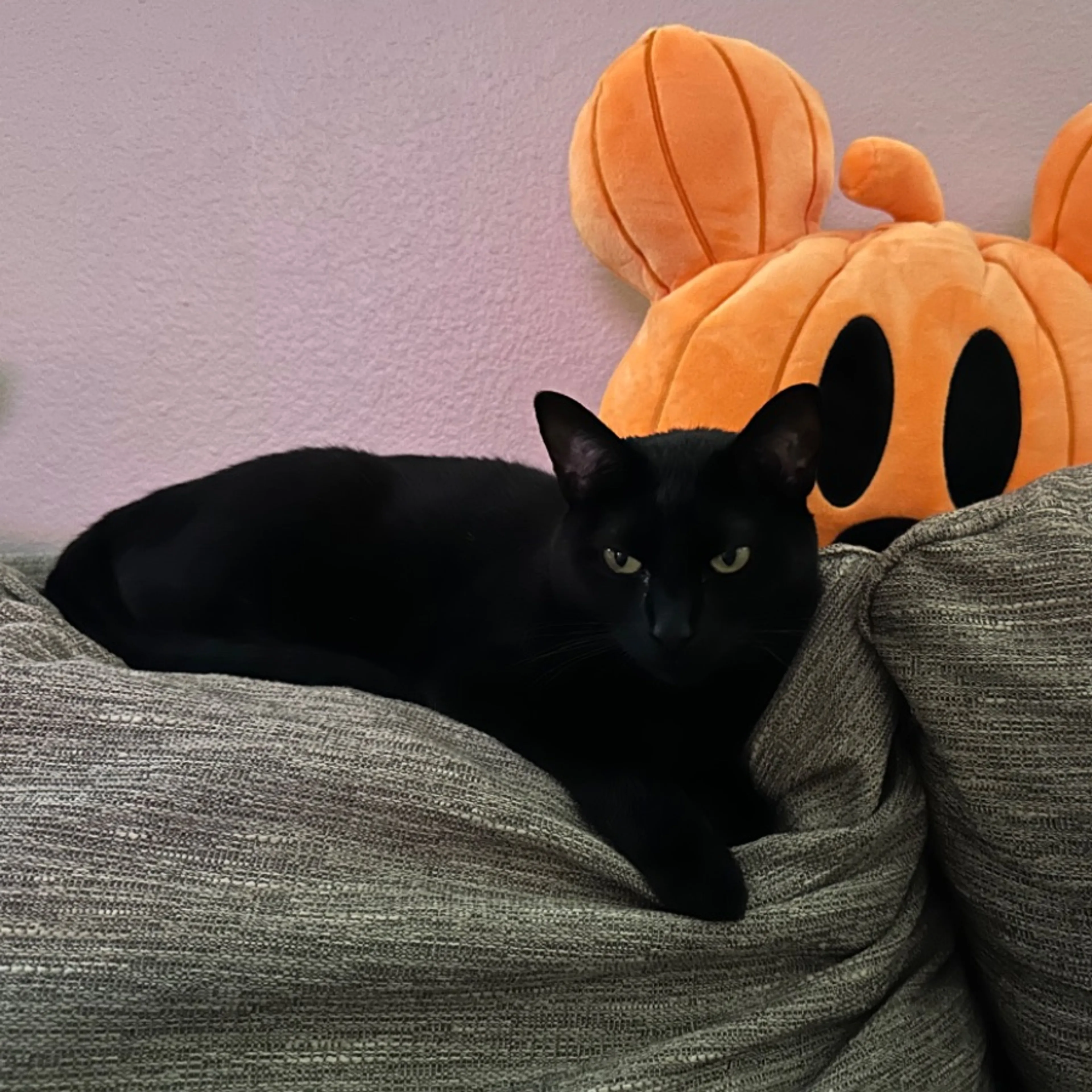 Lost pet-0