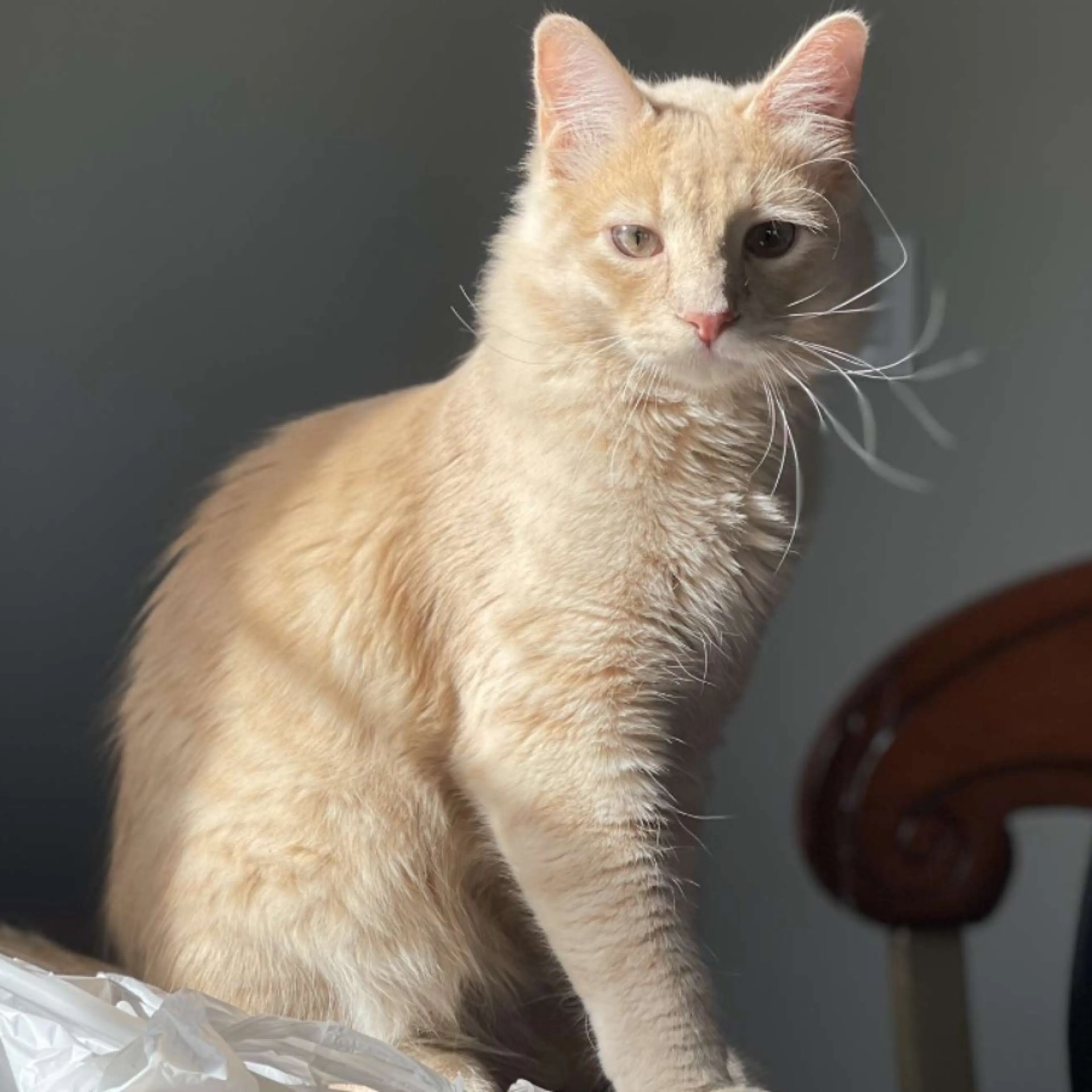 Lost pet