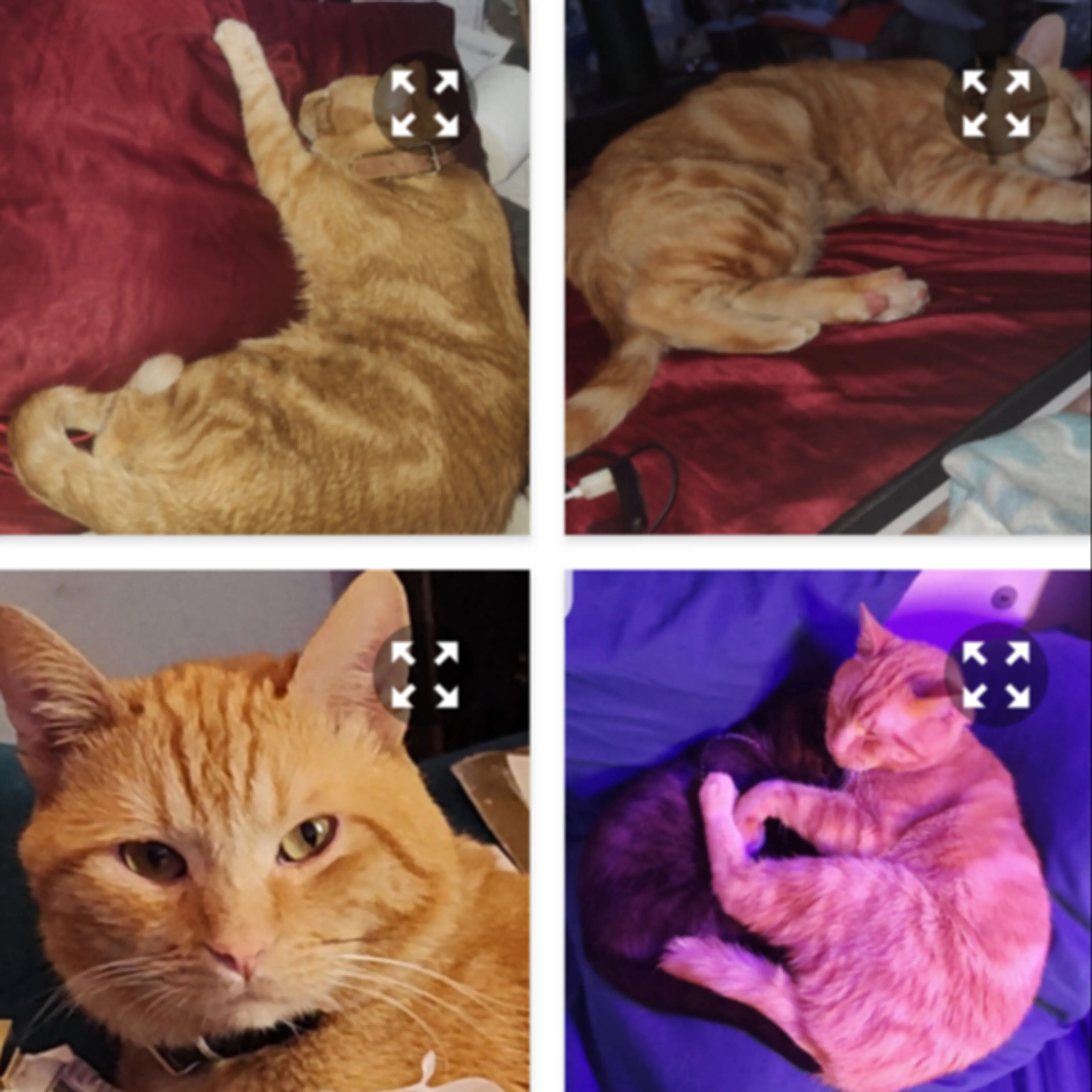 Lost pet-3