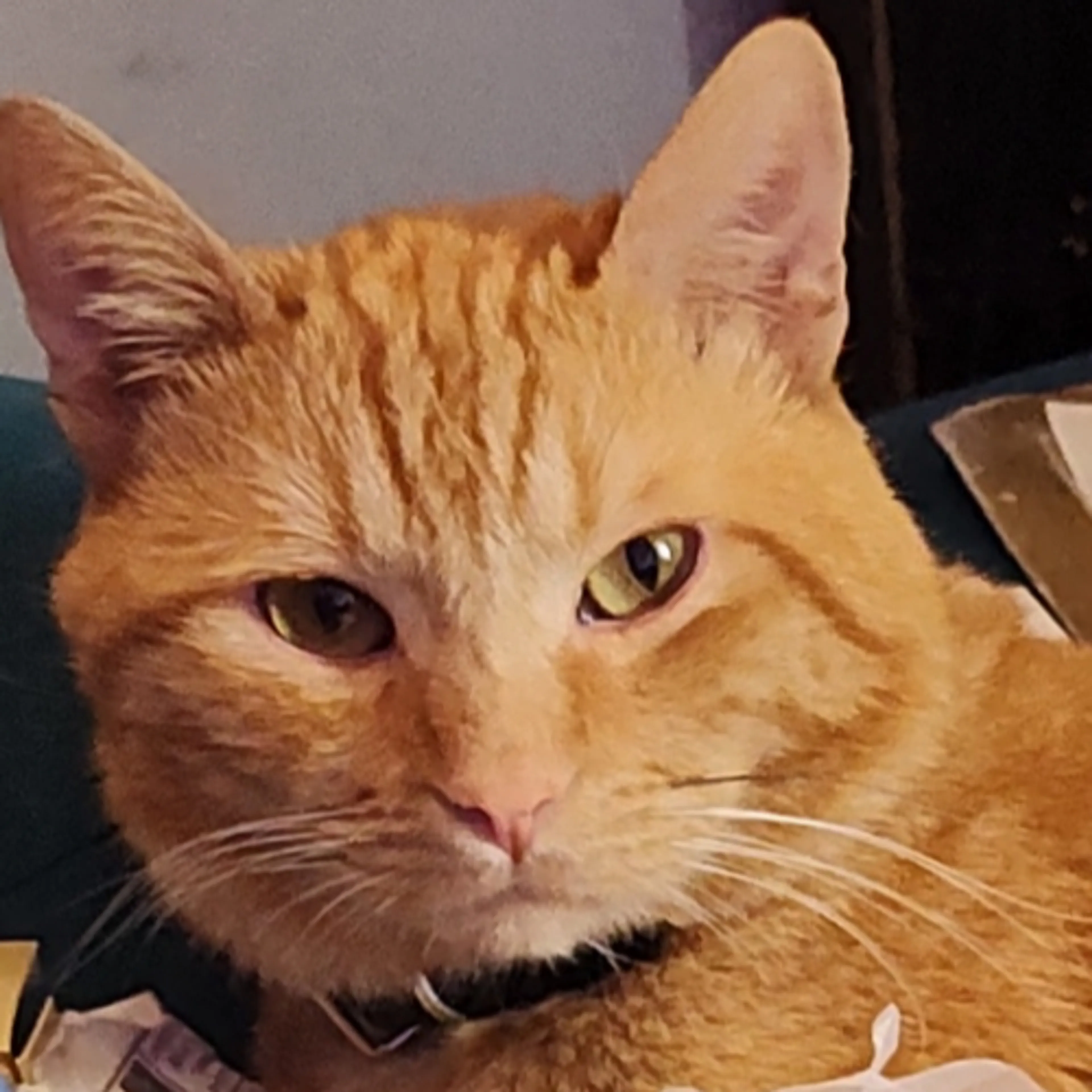 Lost pet-2