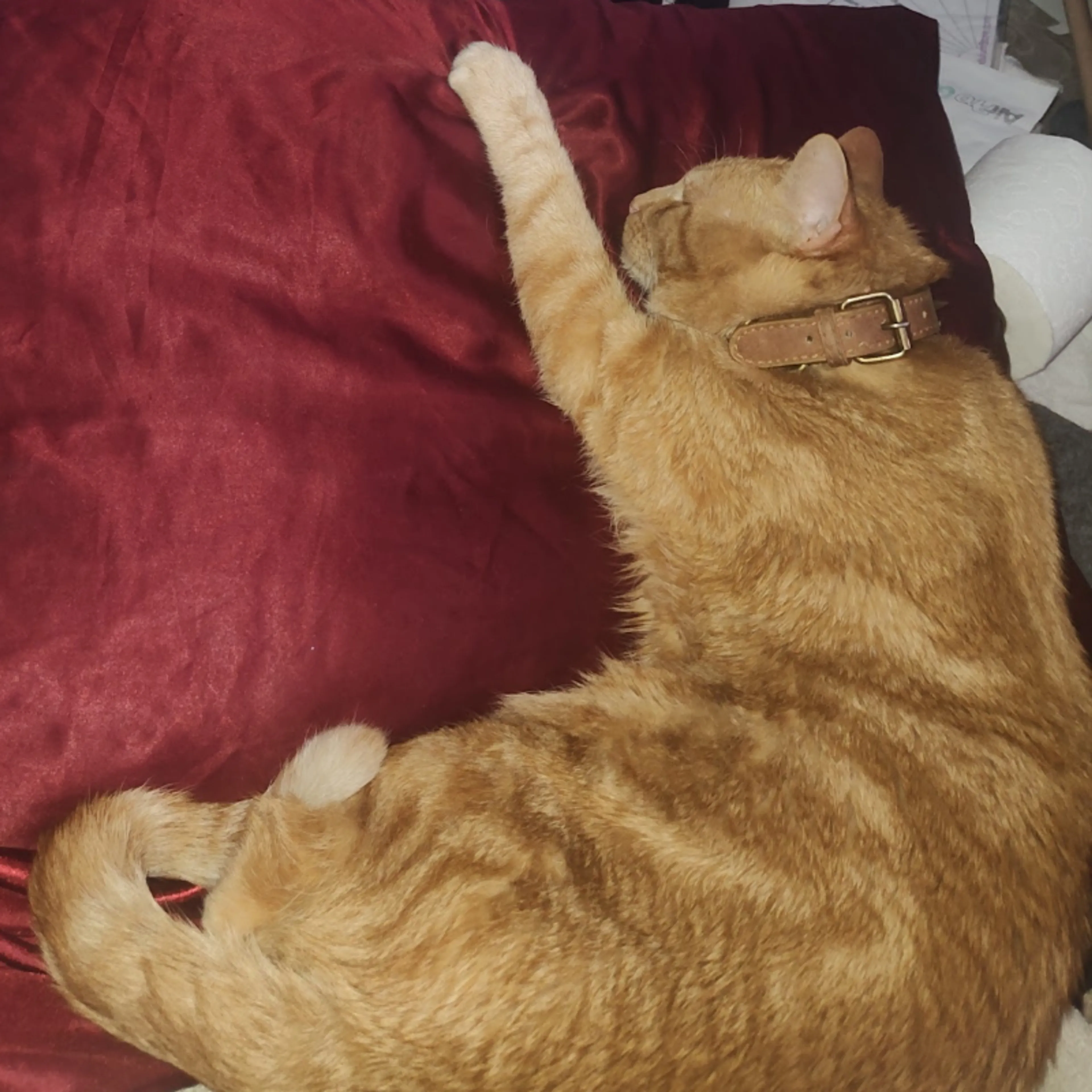 Lost pet-1