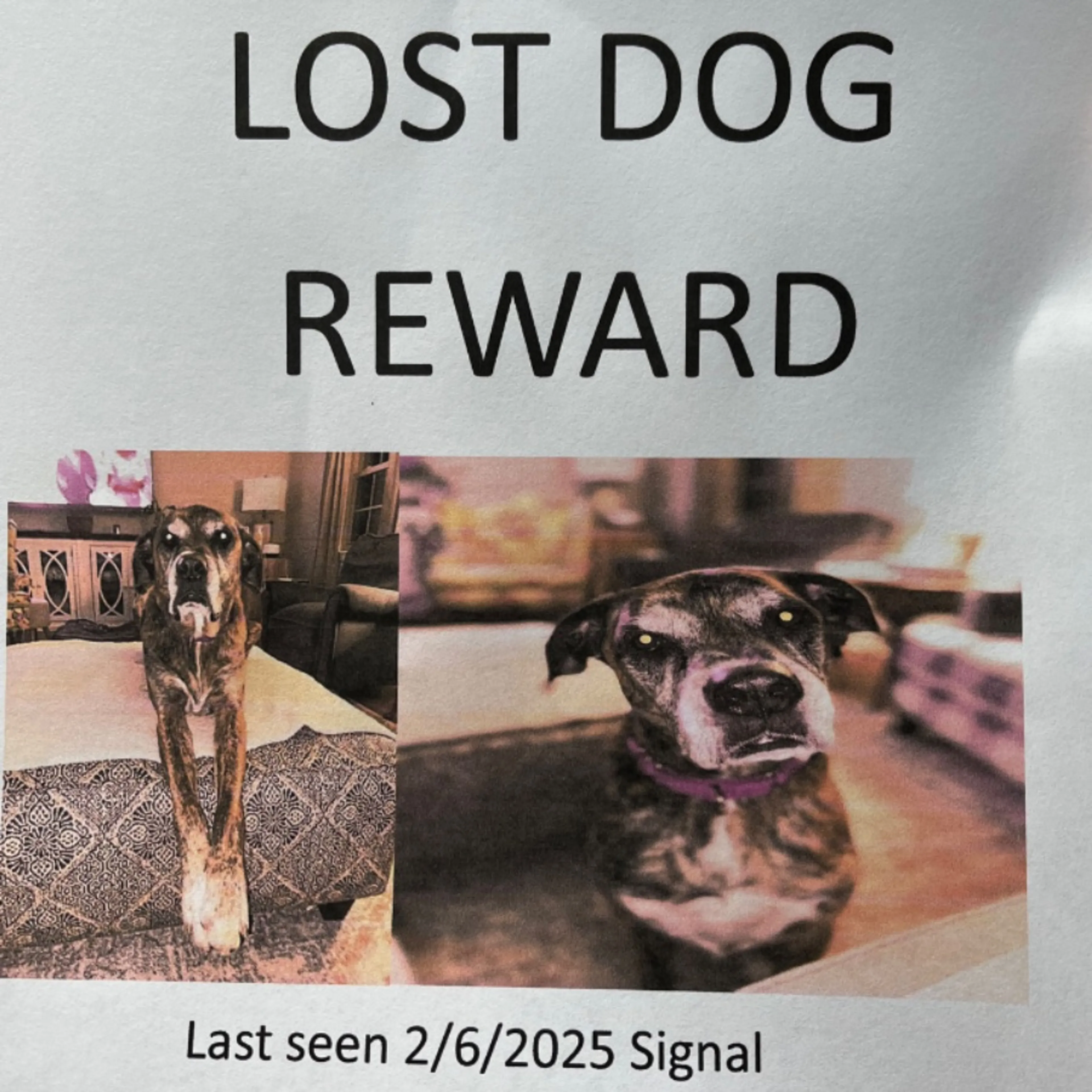 Lost pet