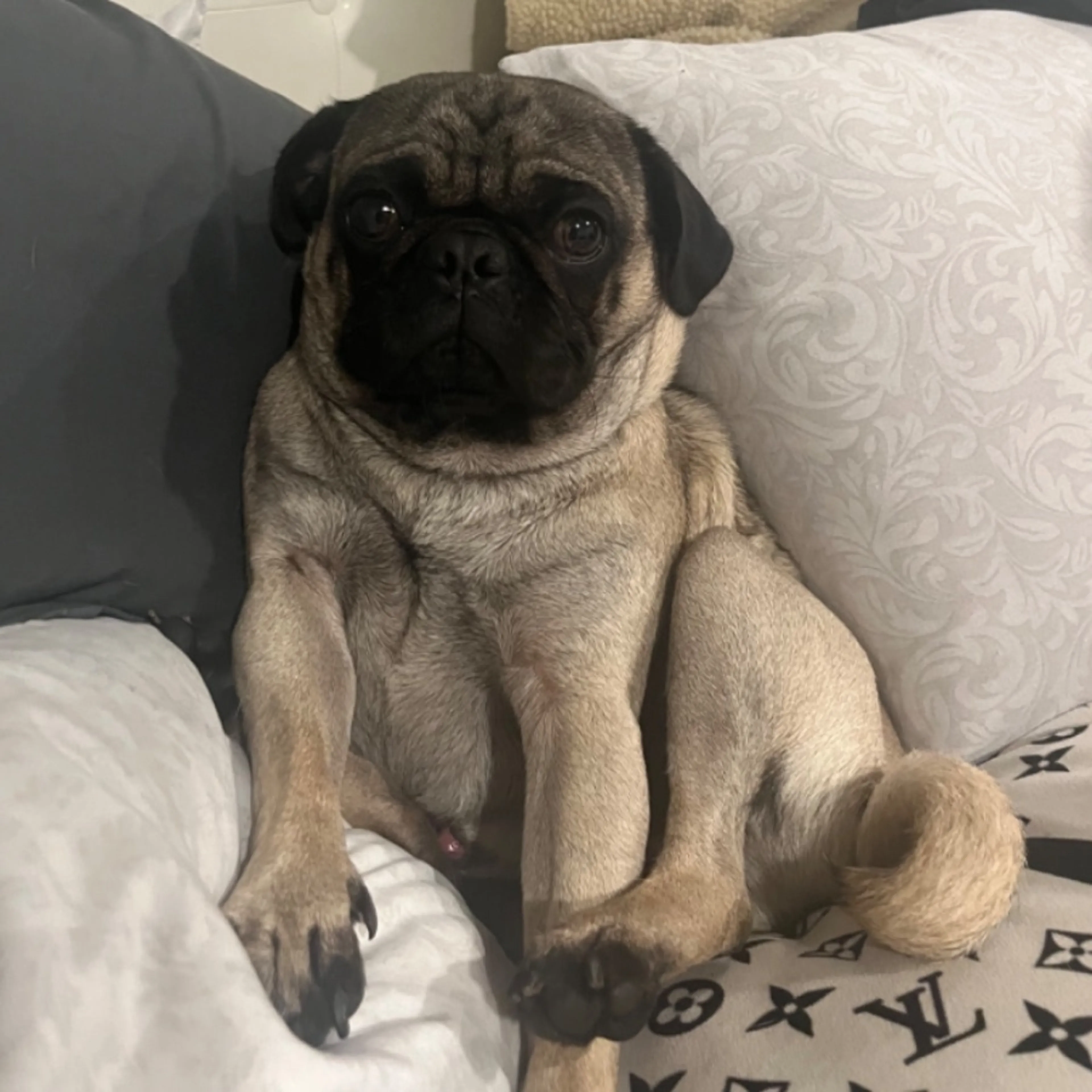 Lost pet