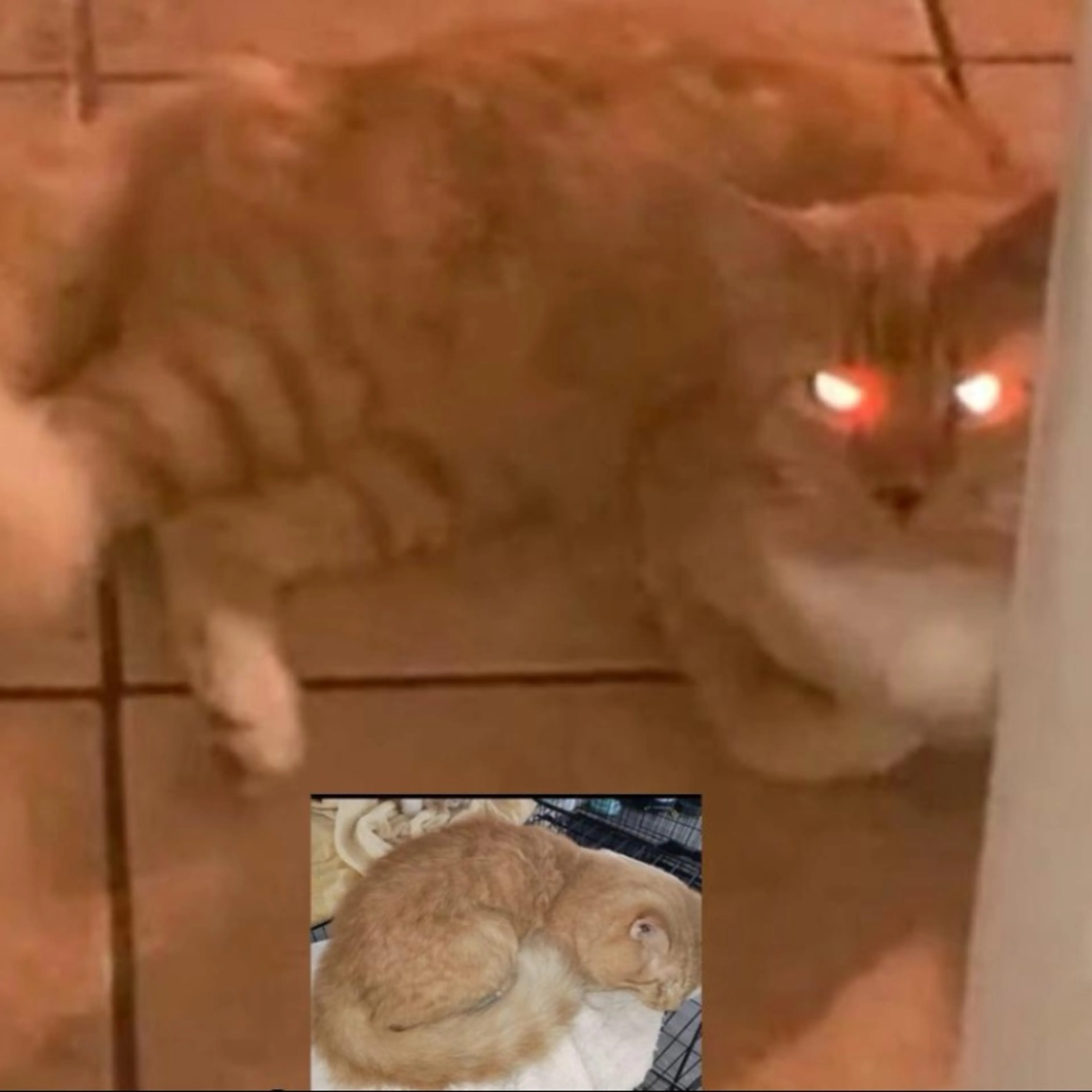 Lost pet-0