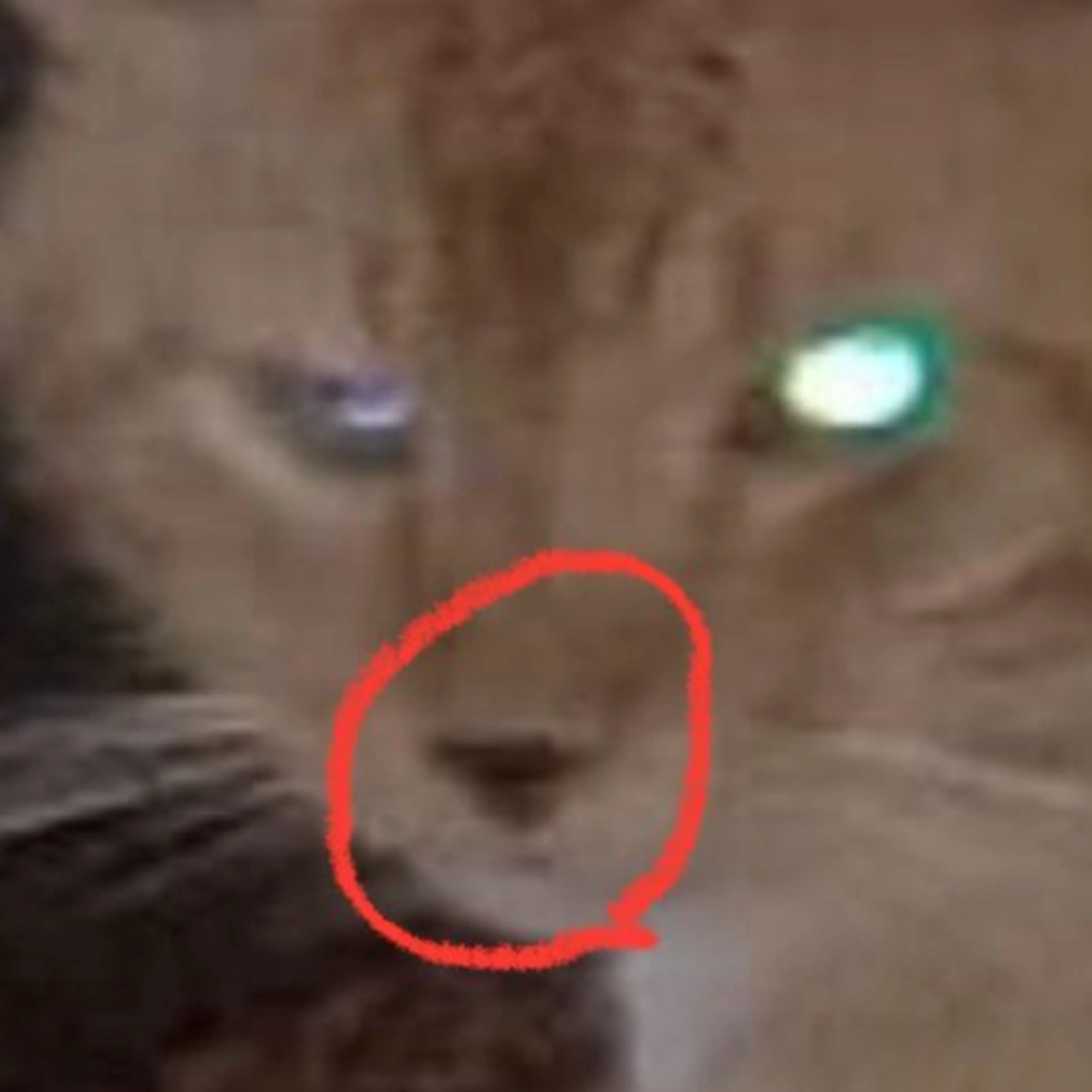 Lost pet-2