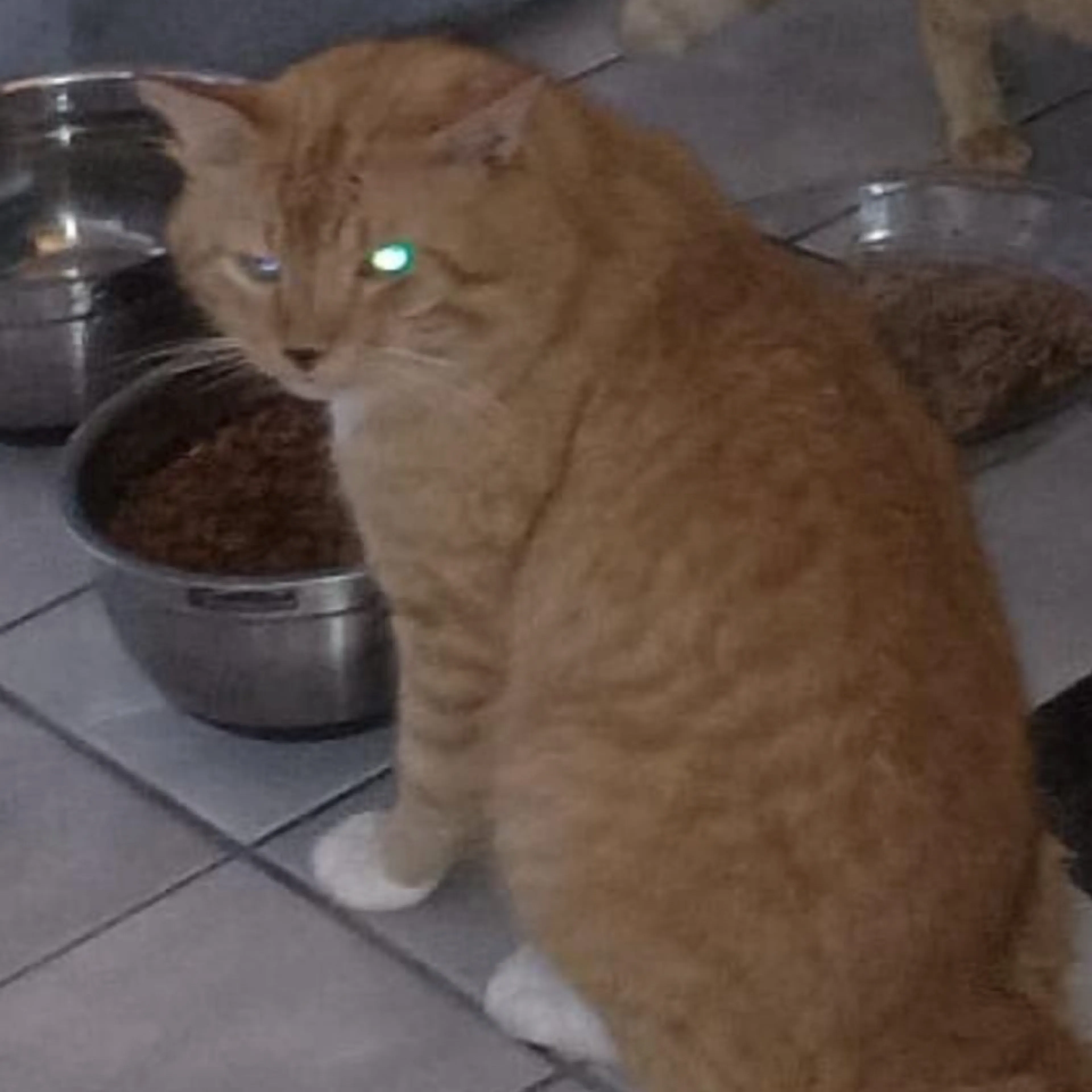 Lost pet-1