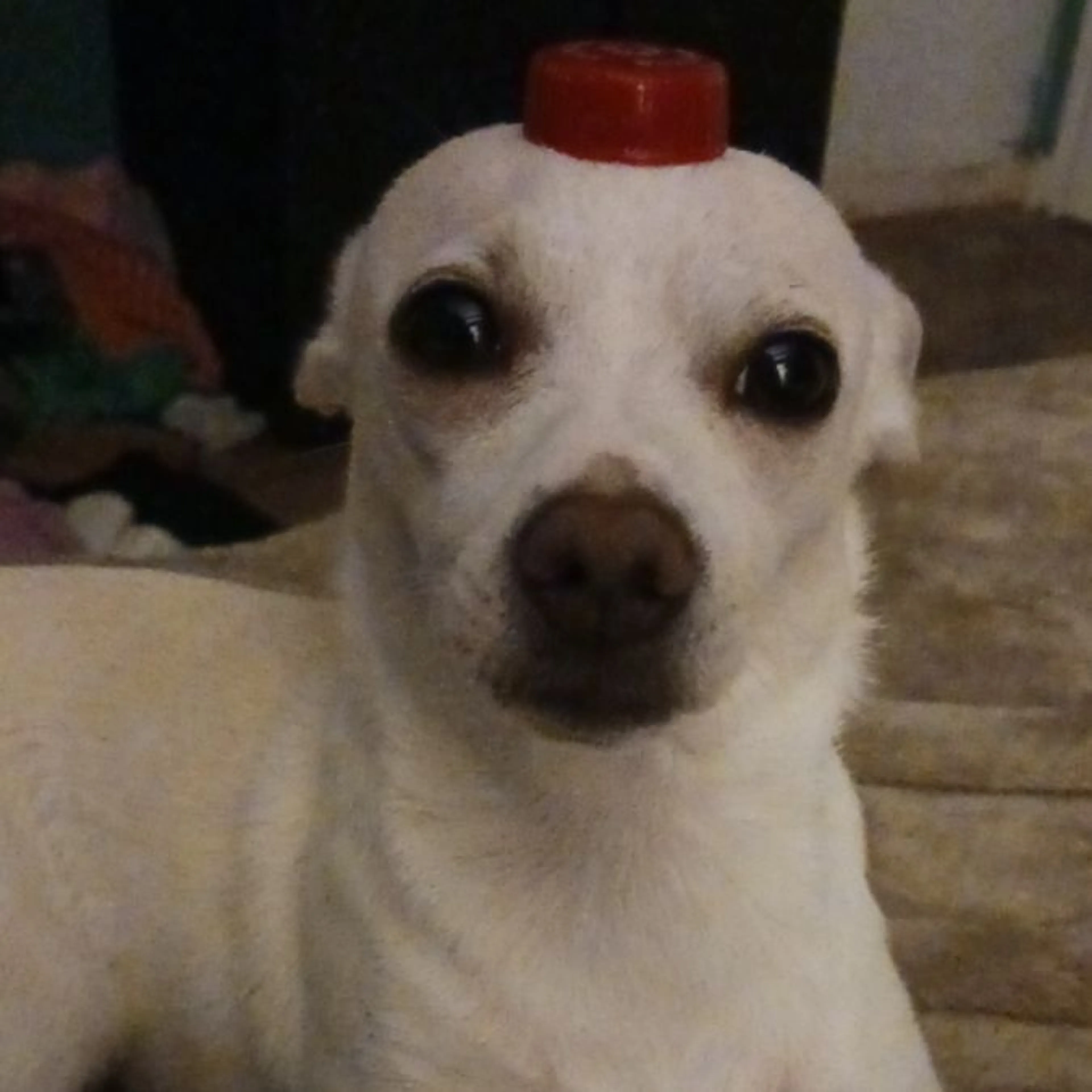 Lost pet