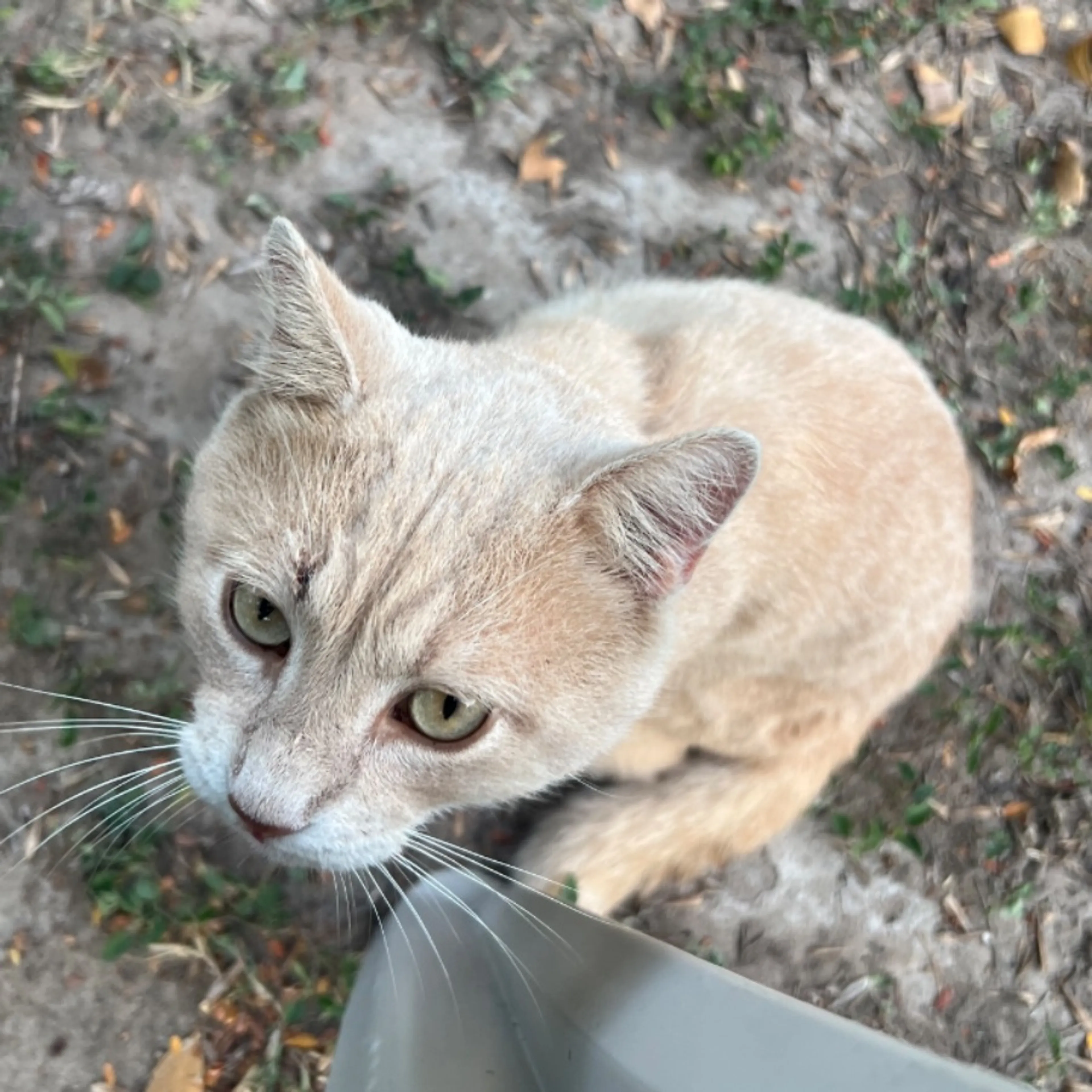 Lost pet